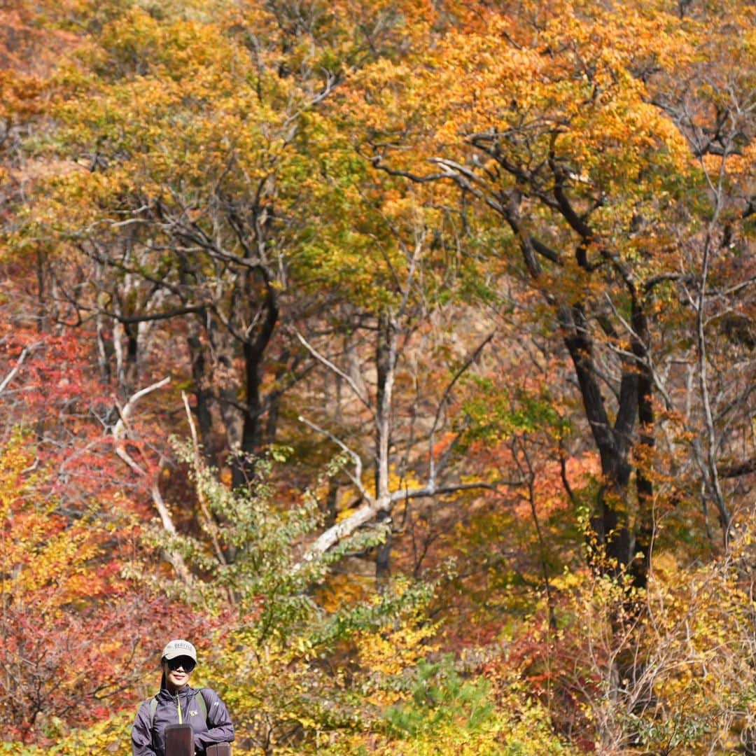 ムン・ジョンヒさんのインスタグラム写真 - (ムン・ジョンヒInstagram)「#산행 #오랜만에 #가을산 #단풍 #아름다운 #가을 #만추 #추억  실컷 누렸다...  2023년 가을 🍂  @manu_goldenretriever  ❤️」10月27日 9時40分 - jeonghee_moon