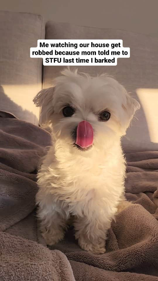 Toby LittleDudeのインスタグラム：「Teaching mom a lesson ☺️  #theothemaltese #maltese #smartdog #goodboy #stfu」