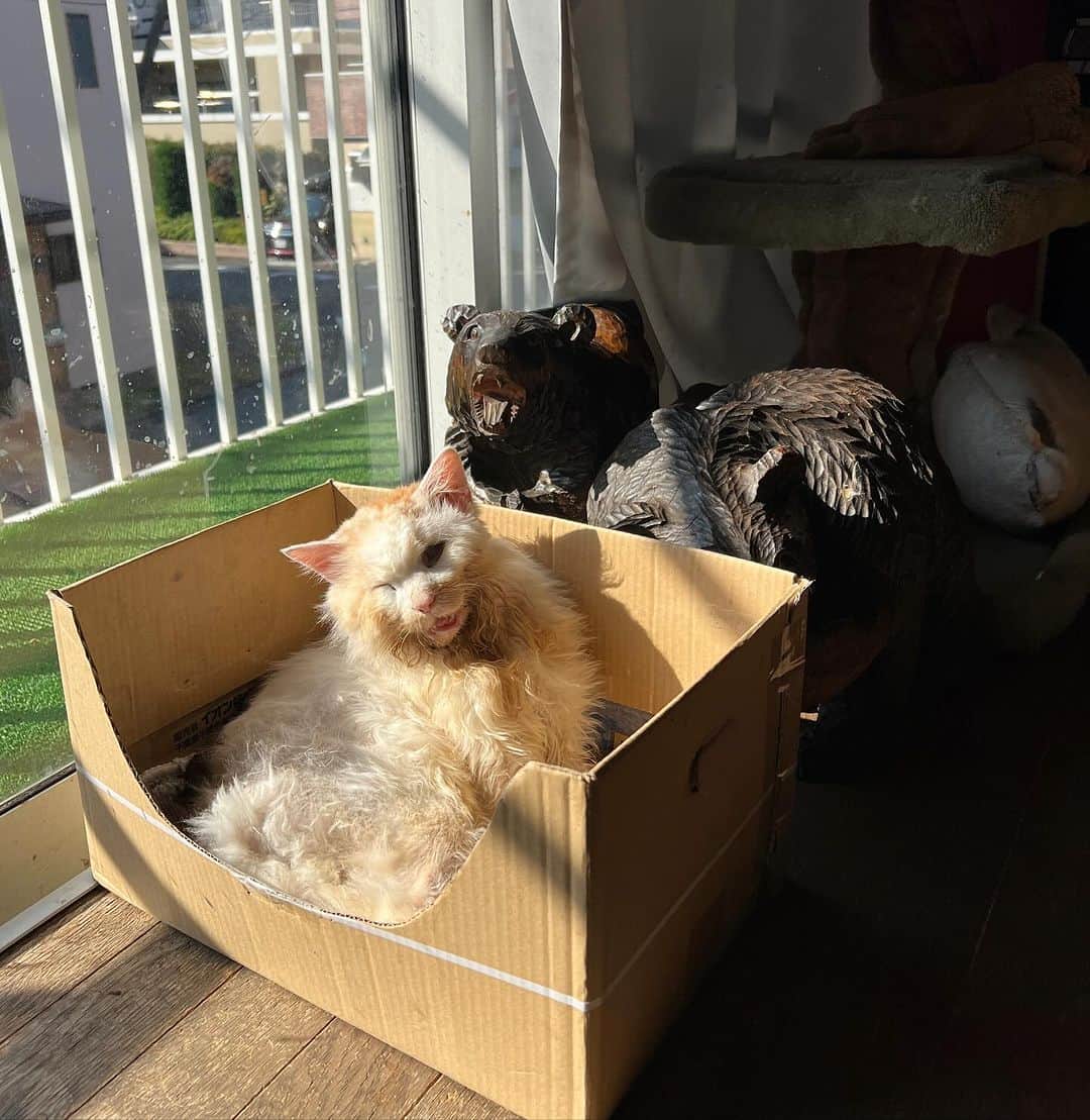 Kachimo Yoshimatsuのインスタグラム：「お日様、いらっしゃい｡ 今日もありがと。  #うちの猫ら #猫 #okaki #ねこ #ニャンスタグラム #にゃんすたぐらむ #ねこのきもち #cat #ネコ #catstagram #ネコ部 http://kachimo.exblog.jp」