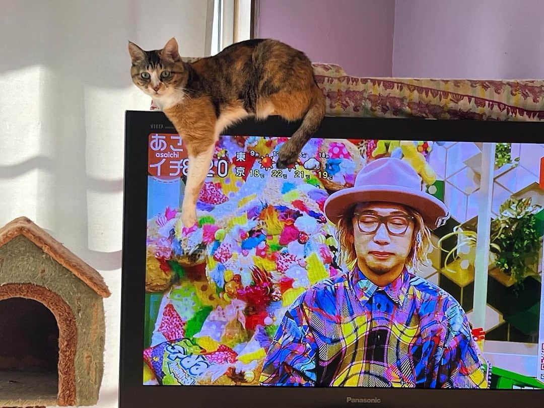 Kachimo Yoshimatsuのインスタグラム：「今朝のテレタレ 寒くなったらここだね。 プラズマテレビは暖房機器｡  #うちの猫ら #猫 #castella #ねこ #ニャンスタグラム #にゃんすたぐらむ #ねこのきもち #cat #ネコ #catstagram #ネコ部 http://kachimo.exblog.jp」