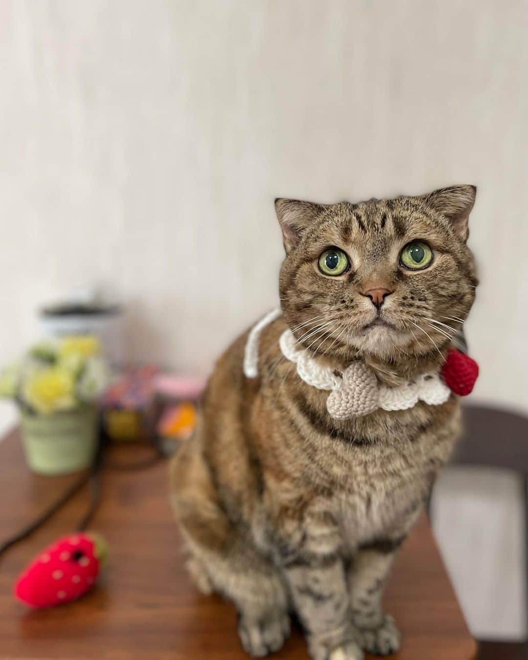 ねこのインスタグラム