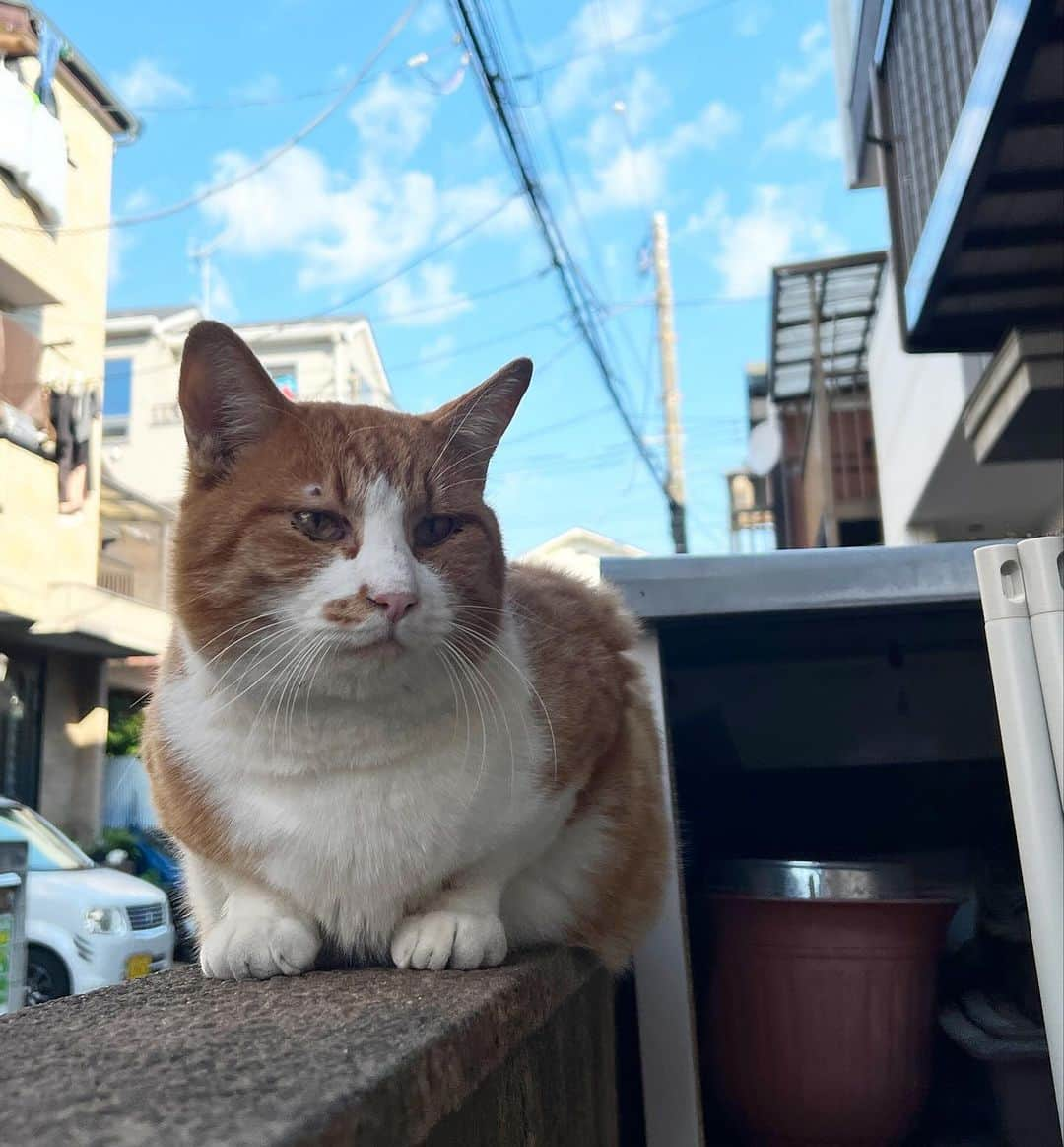 Kachimo Yoshimatsuさんのインスタグラム写真 - (Kachimo YoshimatsuInstagram)「おはようちゃめし Good Morning Chameshi 今日もいい天気だね。 お日様の当たるところは 暑いくらい｡  明日はココシバが関わってる 芝銀座通り商店会ハロウィンスタンプラリー｡ どんな仮装をするか準備が忙しくてまだ何も考えてない｡ 子供達を泣かすような怖いメイクしたいなあ。  芝銀座通り商店会ハロウィンは、 https://shibaginzadori.com  #うちの猫ら #猫 #ねこ #ニャンスタグラム #にゃんすたぐらむ #ねこのきもち #cat #ネコ #catstagram #ネコ部 http://kachimo.exblog.jp」10月27日 10時26分 - kachimo