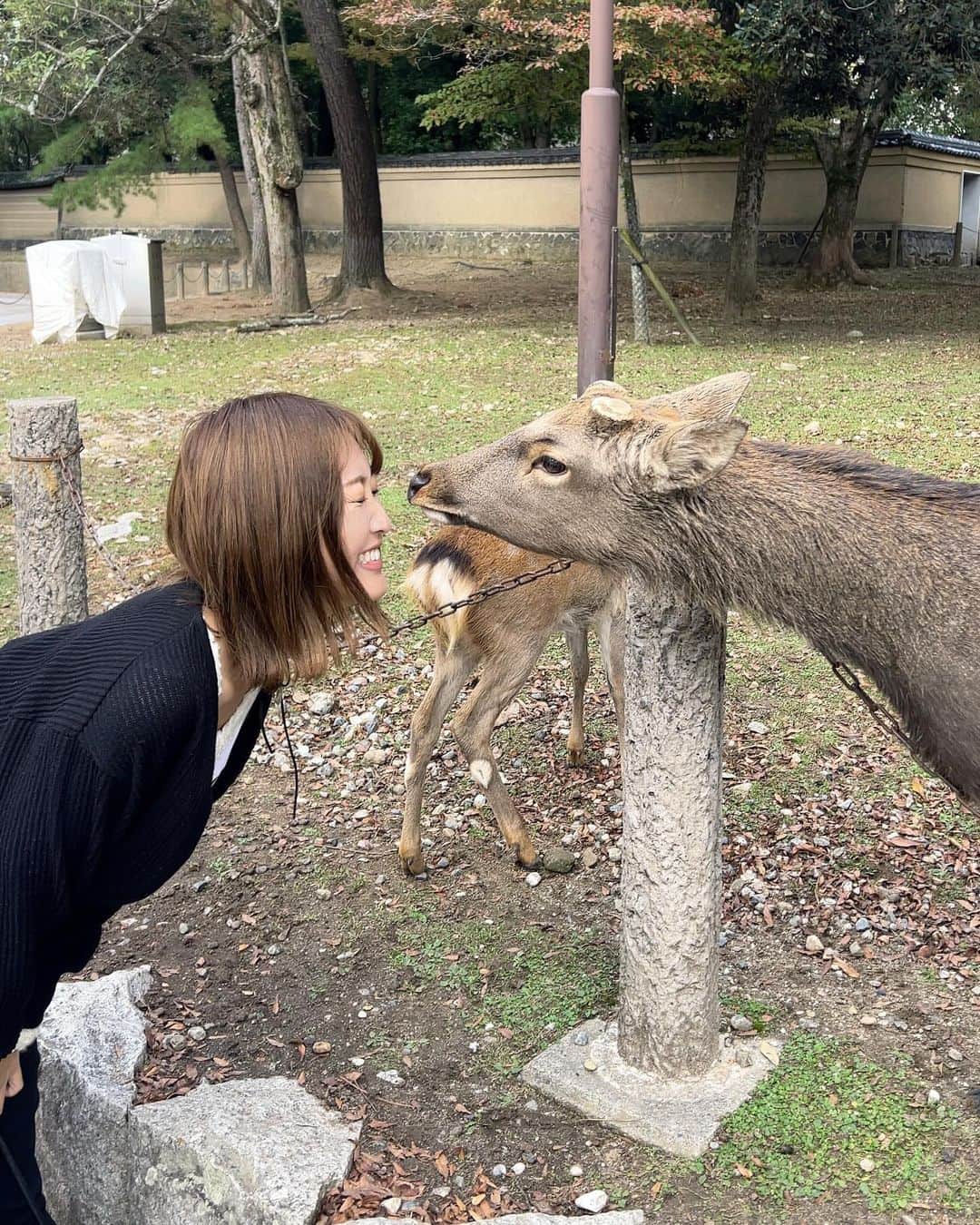 上枝恵美加のインスタグラム：「Mensajero de dios 🦌🩶 #鹿さん」