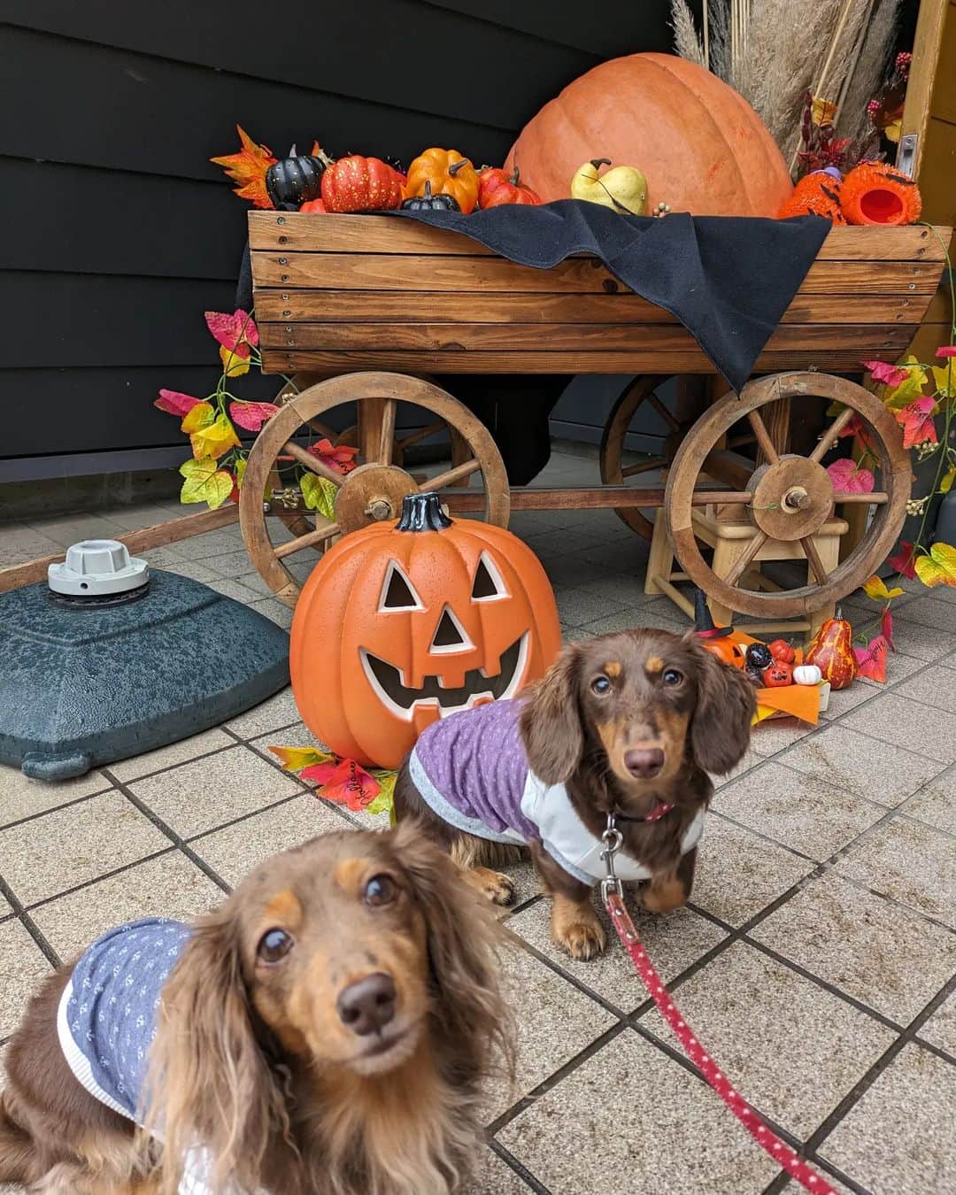 くるみんのインスタグラム：「* 大石公園のつづき 自然生活館の入り口にハロウィン🎃のオブジェがあったので撮らせてもらいました  ストーリーズに載せたけど、今日はあずきちゃんワンちゃんドックの日 朝ごはん抜くの大変なので、ギリギリまで寝坊するという作戦。 無事にやり過ごして病院行ってきました！ いつもなら夕方までお預かりだけど、今日は空いてるからって先に検査全部して、結果を後で聞きに行くことになり、あずきちゃんは30分くらいでおうちに帰ってくることができましたー。  #カニンヘンダックスフント #カニンヘンダックスフンドチョコタン #カニンヘンダックス多頭飼い #カニンヘンダックスの日常 #カニンヘン #カニンヘンダックス #カニンヘンチョコタン #カニンヘンダックスチョコタン #カニンヘンの会 #カニンヘンダックスフンド #チョコタンダックスフント #チョコタンダックスフンド #チョコタンダックス #チョコタン #ダックス多頭飼い #ダックスフントカニンヘン #ダックスフント #ダックスフンドカニンヘン #ダックスフンドチョコタン #ダックス部 #ダックスフンド #ダックスの日常 #ダックス短足部 #いぬバカ部 #いぬすたぐらむ #短足部 #大石公園 #dachshund #dachs #dogstagram」