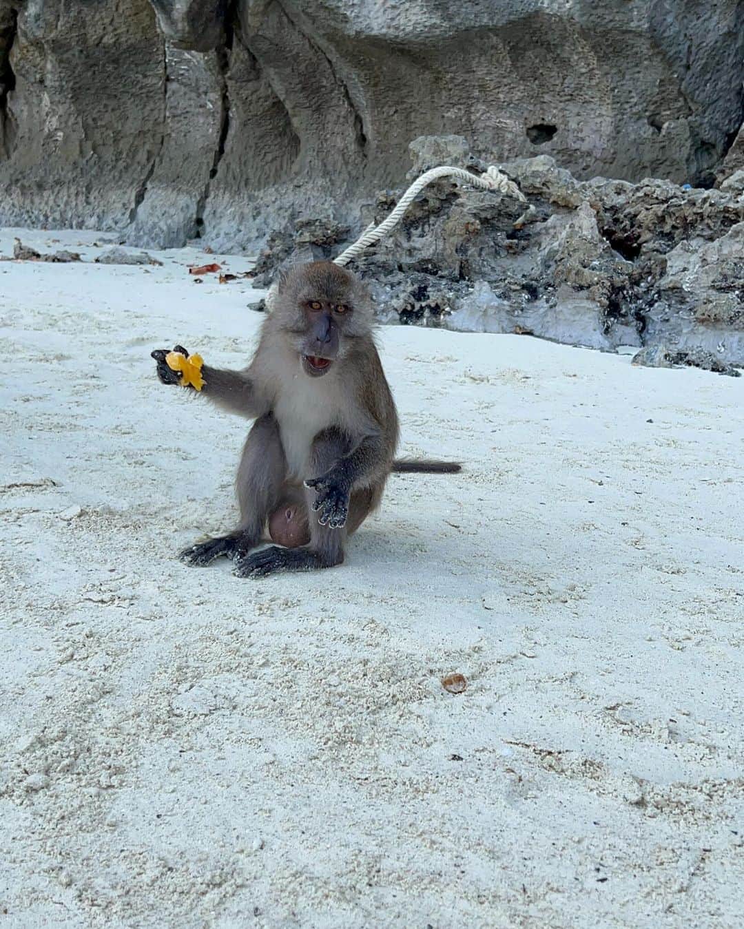 やよさーんさんのインスタグラム写真 - (やよさーんInstagram)「. ピピ島のモンキービーチ🐒🏝️ ここでは野生の猿と会えますが襲われます🤣🤣 まぢで怖いです🤣キーーとか言って追いかけてきます🤣🐒 もし追いかけられたら海に逃げましょう🏃‍♂️🌊 . 📍monkey bay . #phiphiisland #phiphiislands #ピピ島 #phuket #プーケット #monkey #krabi」10月27日 12時01分 - yayosaan