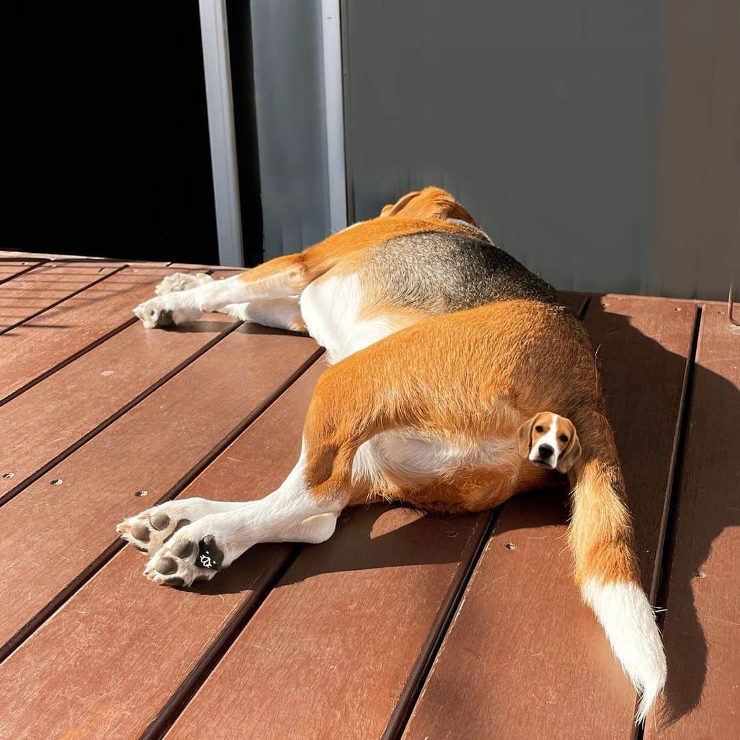 スティーヴン★スピルハンバーグさんのインスタグラム写真 - (スティーヴン★スピルハンバーグInstagram)「【金曜日のいーぬ】  ギリギリでくつろぐいーぬと尻しましまいーぬ  #パンダと犬#犬かわいい#犬#ビーグル#スティーヴンスピルハンバーグ」10月27日 12時05分 - steven_spielhamburg