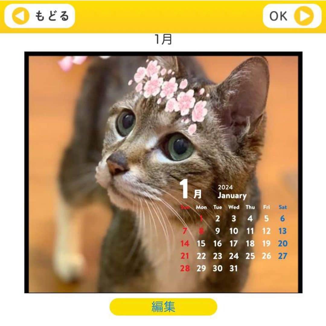 ドコノコさんのインスタグラム写真 - (ドコノコInstagram)「#ドコノコカレンダー　ぞくぞくと届いているようです！  来年のカレンダーですが、もうみんな飾ってくれちゃったかな？ うれしくてすぐ飾りたくなっちゃいます😼  オリジナルのカレンダーは 11/15まで受け付けています。 ぜひぜひ作ってくださいねー🥰  お申し込みは ドコノコストアから！ https://www.dokonoko.jp/store  #ドコノコ #dokonoko #dokonokoapp #犬 #いぬ #いぬすたぐらむ #いぬのいる暮らし #猫 #ねこ #ねこすたぐらむ #ねこのいる暮らし #ドコノコカレンダー #オリジナルカレンダー #dog #cat #doggos #fluffy #ほぼ日 #ほぼ日刊イトイ新聞 #hobonichi」10月27日 12時33分 - dokonokoapp