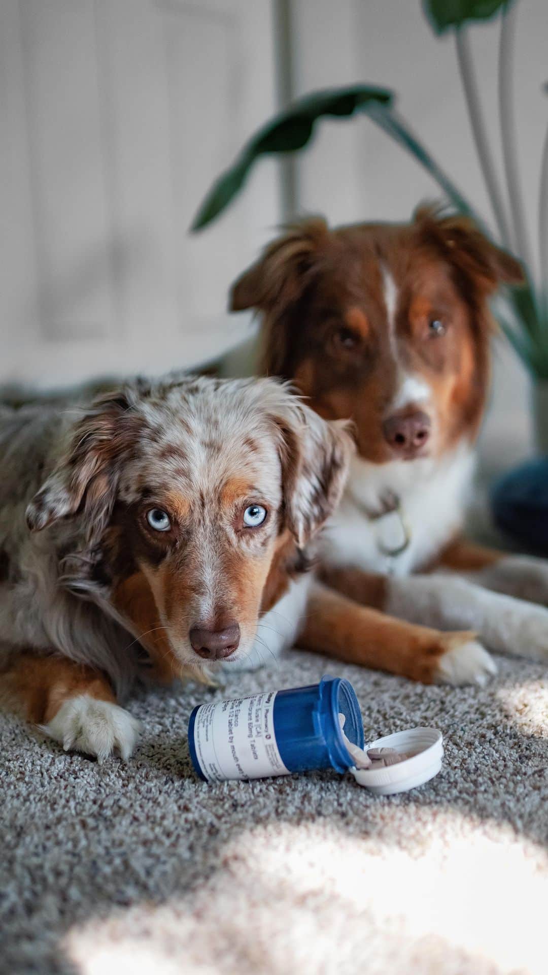 DogsOf Instagramのインスタグラム：「Susie means the world to me, and seeing her in pain breaks my heart. Having a young dog with arthritis can be tough. Arthritis is a disease that has no cure, and affects more than 40% of dogs by age 4. It’s the number one cause of chronic pain in dogs, and one of the most common reasons for euthanasia. We do our best to keep Susie as comfortable as possible, and provide her with the best medication and supplements to help her stay pain free.   A must for us is using a medication called @galliprant . Galliprant is specifically designed to manage arthritis by effectively treating both inflammation and pain, and reduces the impact on organ health. It’s been a game changer for us. If your dog suffers from joint pain and inflammation, talk to your vet about @galliprant.   You were given this life, little Miss Suz, because you are strong enough to live it. And I’m going to do everything in my power to keep you healthy and safe.  #osteoarthritis #doghealth #dogsofinstagram #galliprant #weareelanco #dogjointhealth #painandinflammationrelief」