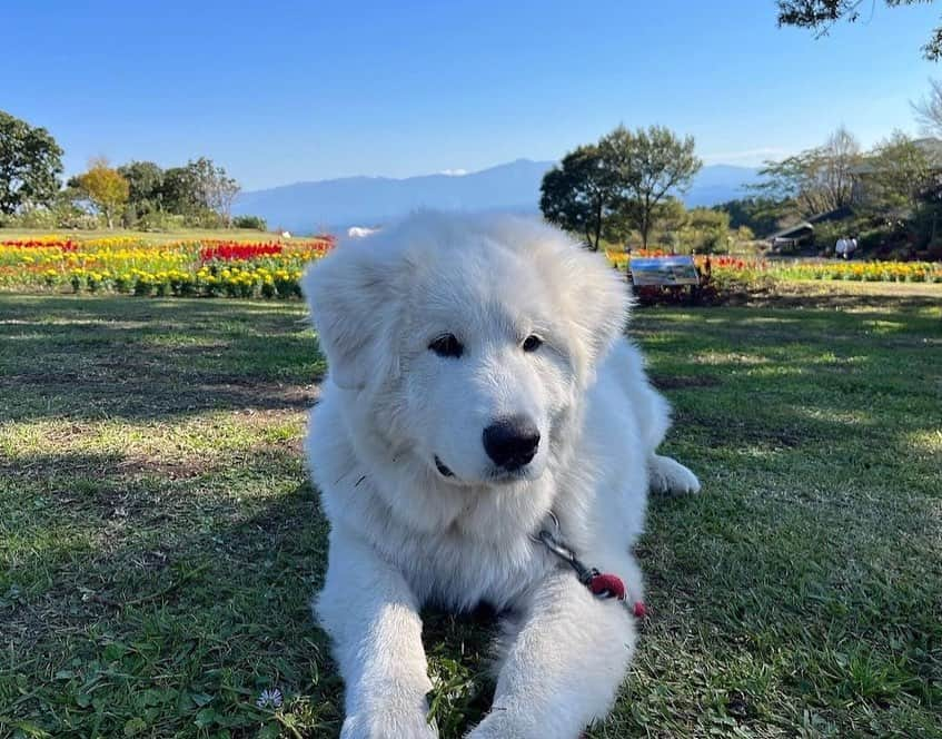 假屋崎省吾さんのインスタグラム写真 - (假屋崎省吾Instagram)「阿蘇くじゅう国立公園内にあるくじゅう花公園に帰ってきました〜っ🙌  レオンと花ちゃんが歓迎してくれてほんとに嬉しい💕  ほんとにほんとに可愛いで〜すっ✨  #假屋崎省吾 #カーリー #くじゅう花公園 #愛犬 #犬 #家族 #歓迎」10月27日 22時12分 - shogo_kariyazaki_official