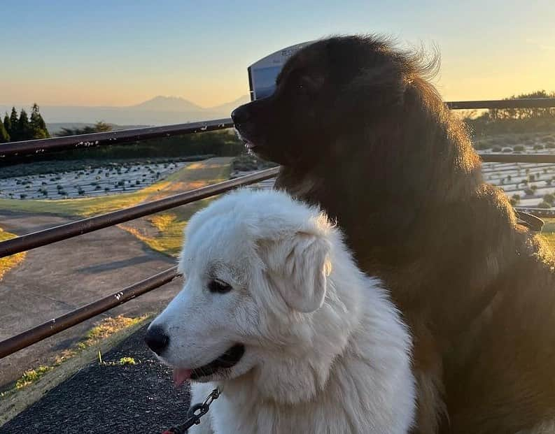 假屋崎省吾のインスタグラム：「阿蘇くじゅう国立公園内にあるくじゅう花公園に帰ってきました〜っ🙌  レオンと花ちゃんが歓迎してくれてほんとに嬉しい💕  ほんとにほんとに可愛いで〜すっ✨  #假屋崎省吾 #カーリー #くじゅう花公園 #愛犬 #犬 #家族 #歓迎」