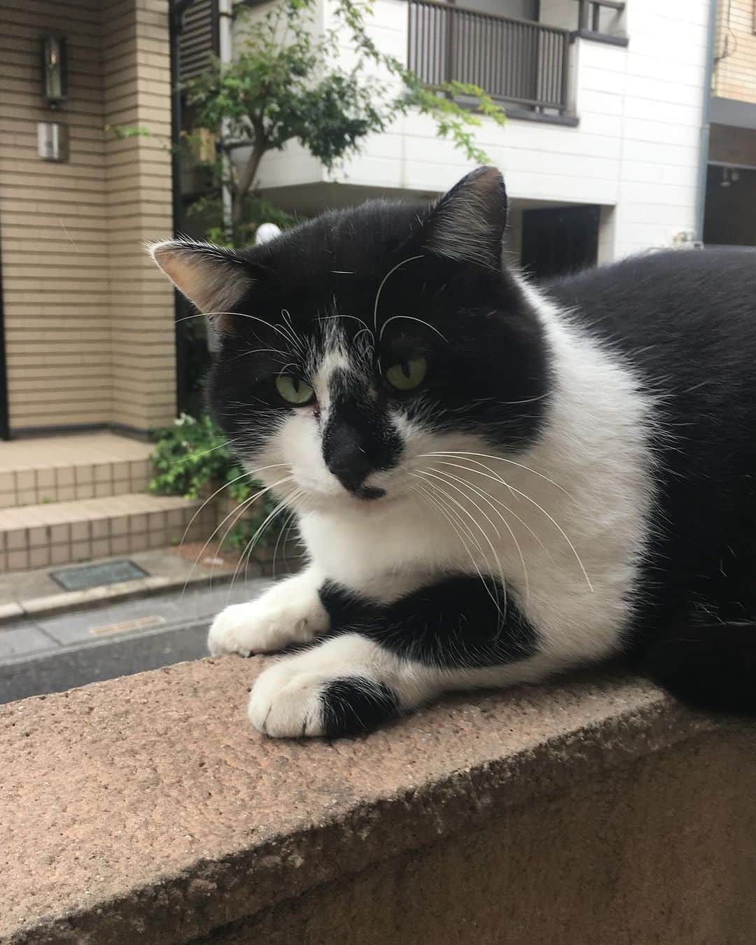 Kachimo Yoshimatsuさんのインスタグラム写真 - (Kachimo YoshimatsuInstagram)「7の付く日は、ナナクロの日だけど、過去のこの日近辺、ナナクロはうちに来てないので、今日はハナクロ。この後、ハナクロは、イカスミに追われて姿が見えなくなった。 Photo.2018.10.27  #うちの猫ら #猫 #hanakuro #ねこ #ニャンスタグラム #にゃんすたぐらむ #ねこのきもち #cat #ネコ #catstagram #ネコ部 http://kachimo.exblog.jp」10月27日 22時40分 - kachimo