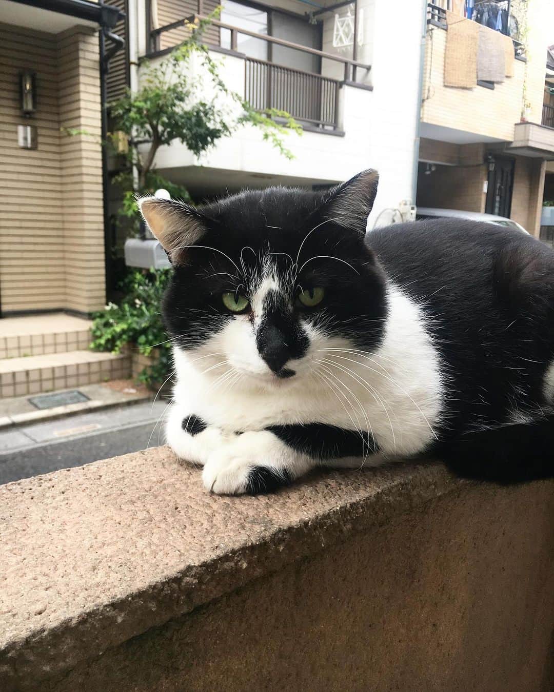 Kachimo Yoshimatsuのインスタグラム：「7の付く日は、ナナクロの日だけど、過去のこの日近辺、ナナクロはうちに来てないので、今日はハナクロ。この後、ハナクロは、イカスミに追われて姿が見えなくなった。 Photo.2018.10.27  #うちの猫ら #猫 #hanakuro #ねこ #ニャンスタグラム #にゃんすたぐらむ #ねこのきもち #cat #ネコ #catstagram #ネコ部 http://kachimo.exblog.jp」