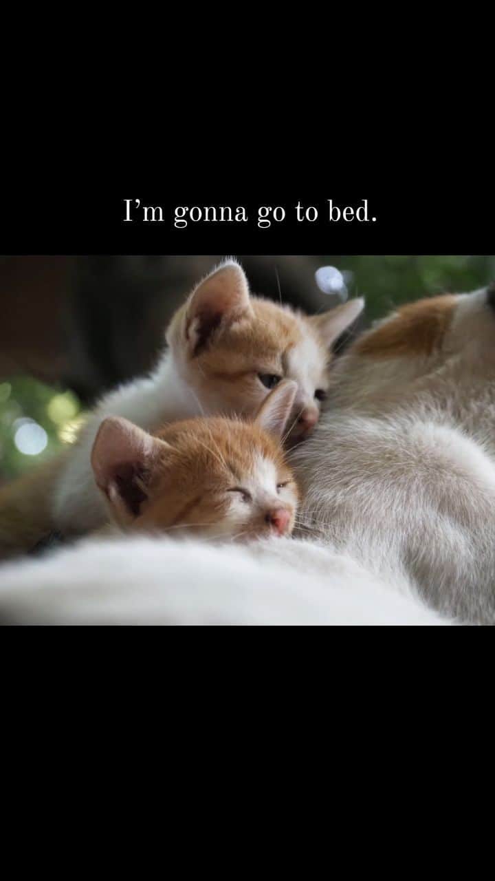 路地裏のにゃん吉のインスタグラム：「おやすみ世界  #om猫写真#om写真投稿 #のらねこ部 #japancamera_official #猫部#nekoclub#แมว#icu_japan #igersjp#猫 #にゃんすたぐらむ#ig_catsclub #cats# #catsofinstagram #gatto#catloversclub#bnw_catalonia  #東京カメラ部#icu_japan#cute #catstagram#猫動画 #bestcatclub #gallery_legit #写真を止めるな#1x_japn #lovers_nippon  #team_jp_ #고양이#にゃんすたぐらむ #igers_photoart_bnw #instacat」
