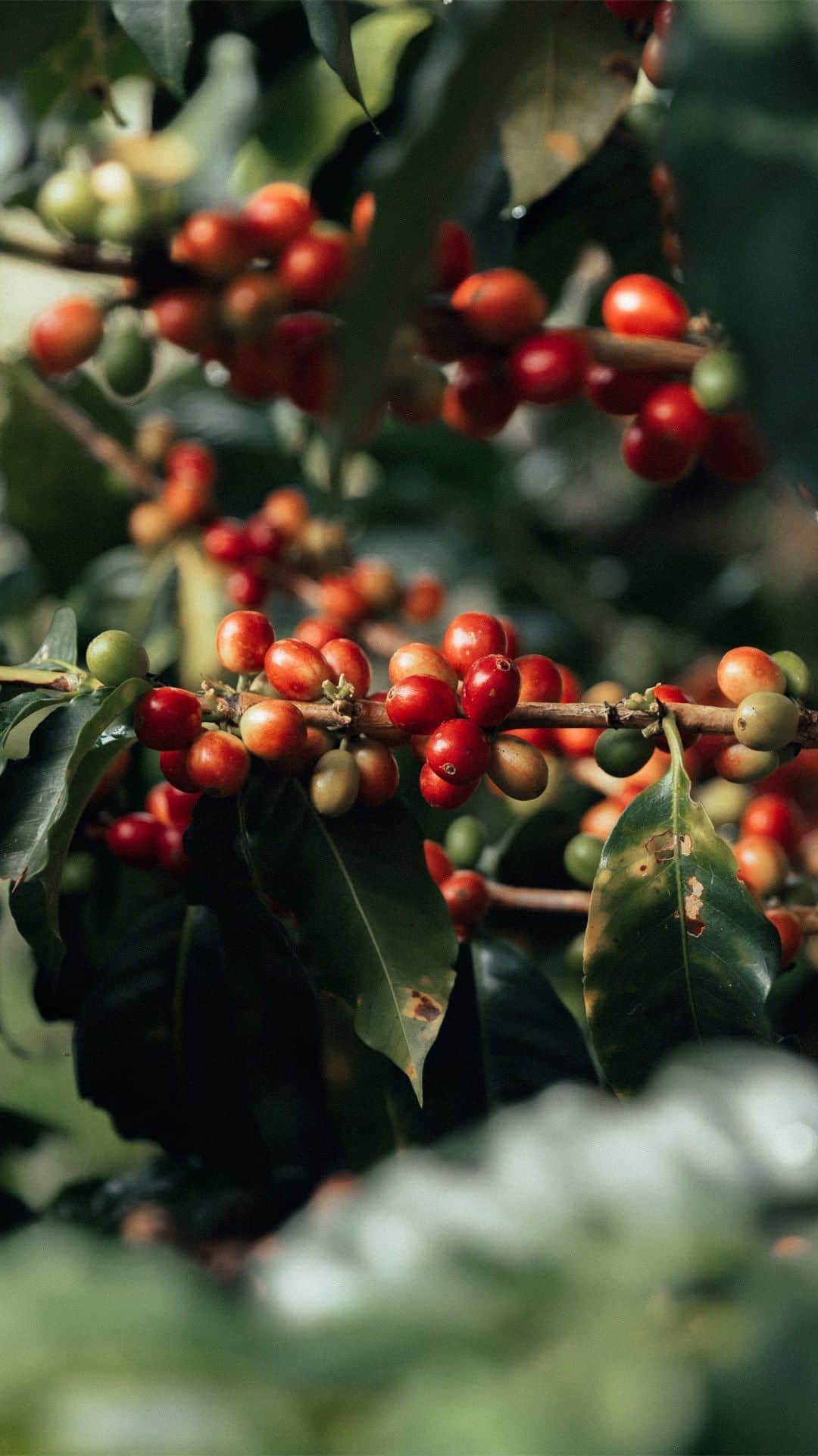 Nespressoのインスタグラム：「Can you taste the lively acidity and the burst of winey red fruit aromas? ☕️🇨🇴   That’s thanks to those coffee farmers who dared to wait longer before harvesting their crop of high-grown arabica to make Nespresso’s Master Origins Colombia.    Through the Nespresso AAA Program, we’re working hand-in-hand with more than 40,000 farmers in Colombia, providing free training to help them get the best from their beans and rewarding them for their investment in sustainable quality by paying a premium for their harvest. Your Nespresso, made with care.   Discover more on link in bio ☕#NespressoOrigins #NespressoMadeWithCare #20AAA」