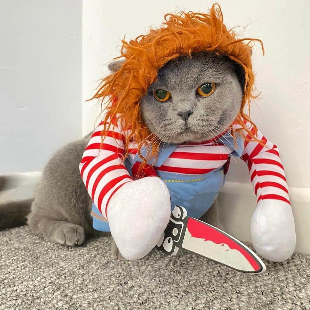 Aww Clubさんのインスタグラム写真 - (Aww ClubInstagram)「Are you excited for Halloween 🎃  @gumgum_meow  @maple_the_sassy_kitty  @derya_und_carlos  @jajang_donald  @elio_moumouss  @mrmattmccarthy  @boogoya6  @mochi_ryoko   Hashtag #MeowedHalloween on your cat’s Halloween photos/videos and get a chance to be featured on @9GAG, and @Meowed!」10月27日 23時30分 - meowed