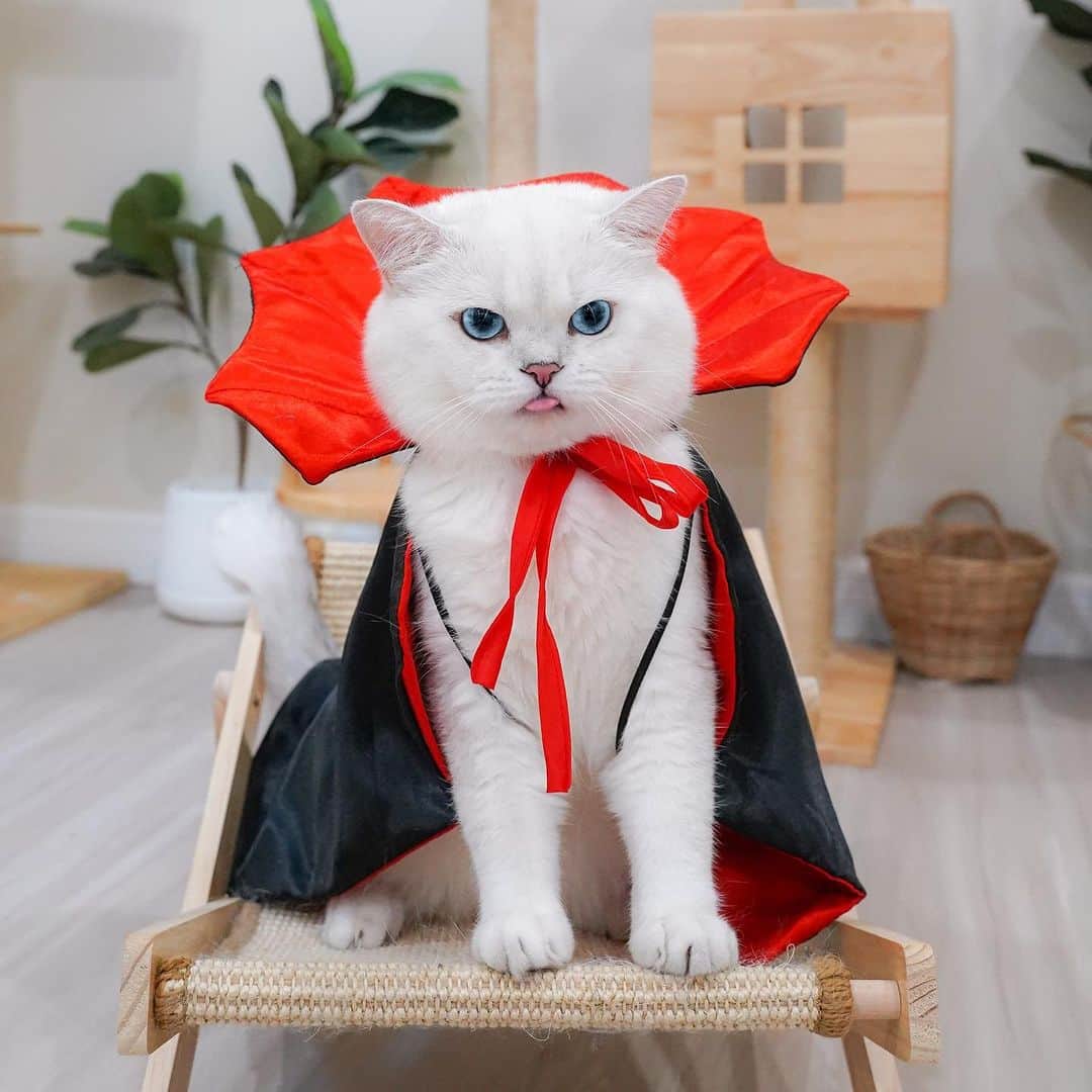 Aww Clubさんのインスタグラム写真 - (Aww ClubInstagram)「Are you excited for Halloween 🎃  @gumgum_meow  @maple_the_sassy_kitty  @derya_und_carlos  @jajang_donald  @elio_moumouss  @mrmattmccarthy  @boogoya6  @mochi_ryoko   Hashtag #MeowedHalloween on your cat’s Halloween photos/videos and get a chance to be featured on @9GAG, and @Meowed!」10月27日 23時30分 - meowed