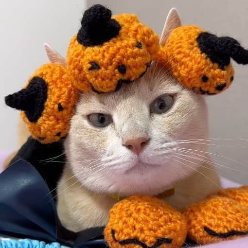 Aww Clubさんのインスタグラム写真 - (Aww ClubInstagram)「Are you excited for Halloween 🎃  @gumgum_meow  @maple_the_sassy_kitty  @derya_und_carlos  @jajang_donald  @elio_moumouss  @mrmattmccarthy  @boogoya6  @mochi_ryoko   Hashtag #MeowedHalloween on your cat’s Halloween photos/videos and get a chance to be featured on @9GAG, and @Meowed!」10月27日 23時30分 - meowed