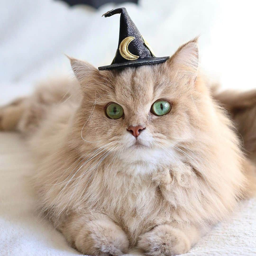 Aww Clubさんのインスタグラム写真 - (Aww ClubInstagram)「Are you excited for Halloween 🎃  @gumgum_meow  @maple_the_sassy_kitty  @derya_und_carlos  @jajang_donald  @elio_moumouss  @mrmattmccarthy  @boogoya6  @mochi_ryoko   Hashtag #MeowedHalloween on your cat’s Halloween photos/videos and get a chance to be featured on @9GAG, and @Meowed!」10月27日 23時30分 - meowed