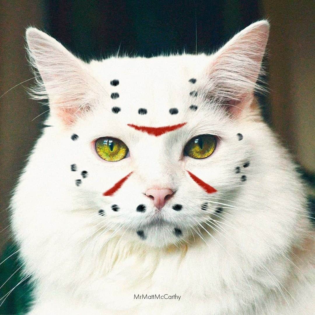 Aww Clubさんのインスタグラム写真 - (Aww ClubInstagram)「Are you excited for Halloween 🎃  @gumgum_meow  @maple_the_sassy_kitty  @derya_und_carlos  @jajang_donald  @elio_moumouss  @mrmattmccarthy  @boogoya6  @mochi_ryoko   Hashtag #MeowedHalloween on your cat’s Halloween photos/videos and get a chance to be featured on @9GAG, and @Meowed!」10月27日 23時30分 - meowed