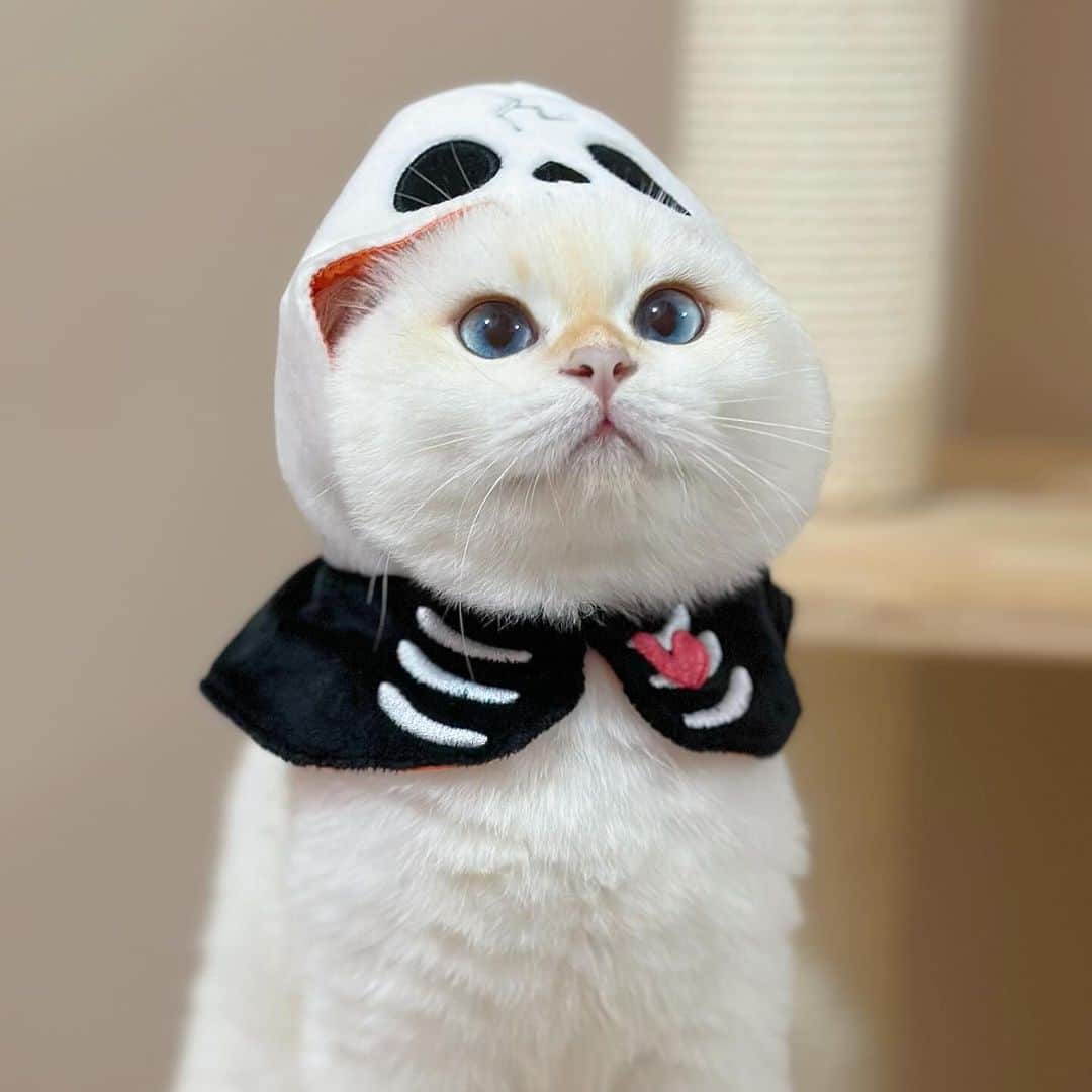 Aww Clubさんのインスタグラム写真 - (Aww ClubInstagram)「Are you excited for Halloween 🎃  @gumgum_meow  @maple_the_sassy_kitty  @derya_und_carlos  @jajang_donald  @elio_moumouss  @mrmattmccarthy  @boogoya6  @mochi_ryoko   Hashtag #MeowedHalloween on your cat’s Halloween photos/videos and get a chance to be featured on @9GAG, and @Meowed!」10月27日 23時30分 - meowed