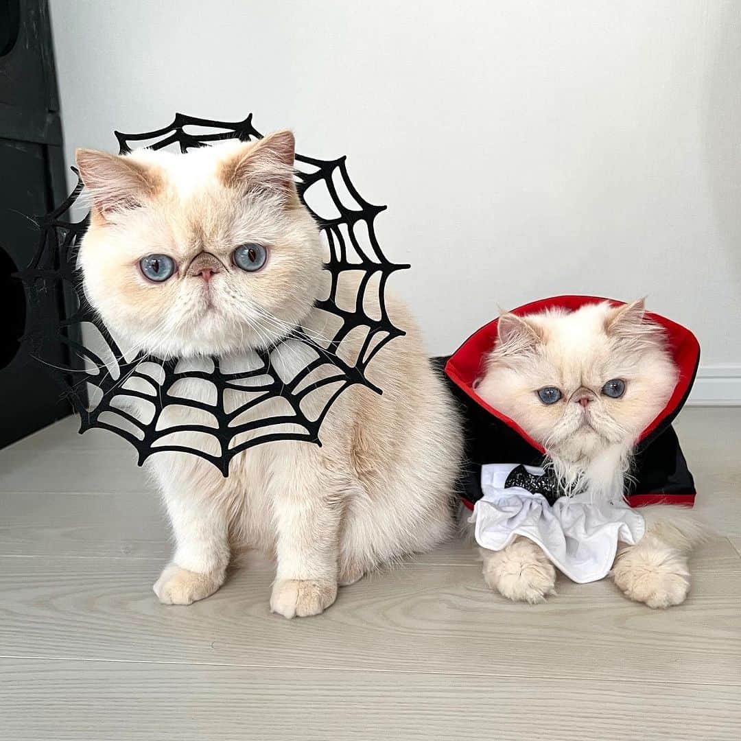 Aww Clubさんのインスタグラム写真 - (Aww ClubInstagram)「Are you excited for Halloween 🎃  @gumgum_meow  @maple_the_sassy_kitty  @derya_und_carlos  @jajang_donald  @elio_moumouss  @mrmattmccarthy  @boogoya6  @mochi_ryoko   Hashtag #MeowedHalloween on your cat’s Halloween photos/videos and get a chance to be featured on @9GAG, and @Meowed!」10月27日 23時30分 - meowed