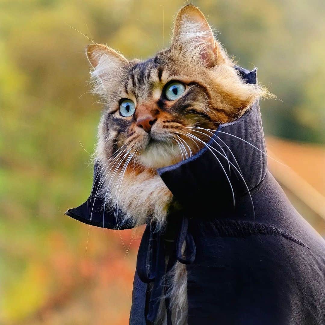 Aww Clubさんのインスタグラム写真 - (Aww ClubInstagram)「Are you excited for Halloween 🎃  @gumgum_meow  @maple_the_sassy_kitty  @derya_und_carlos  @jajang_donald  @elio_moumouss  @mrmattmccarthy  @boogoya6  @mochi_ryoko   Hashtag #MeowedHalloween on your cat’s Halloween photos/videos and get a chance to be featured on @9GAG, and @Meowed!」10月27日 23時30分 - meowed
