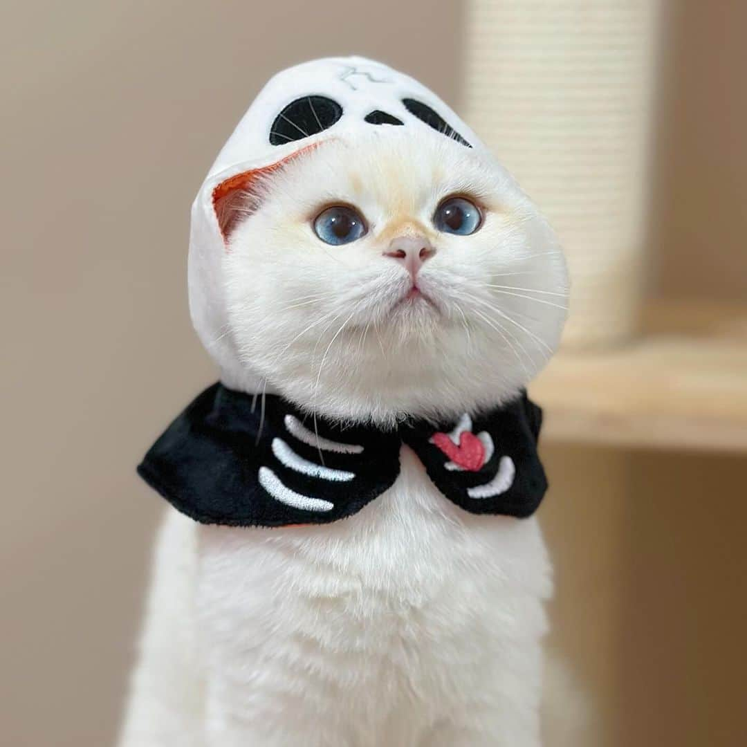 Aww Clubのインスタグラム：「Are you excited for Halloween 🎃  @gumgum_meow  @maple_the_sassy_kitty  @derya_und_carlos  @jajang_donald  @elio_moumouss  @mrmattmccarthy  @boogoya6  @mochi_ryoko   Hashtag #MeowedHalloween on your cat’s Halloween photos/videos and get a chance to be featured on @9GAG, and @Meowed!」