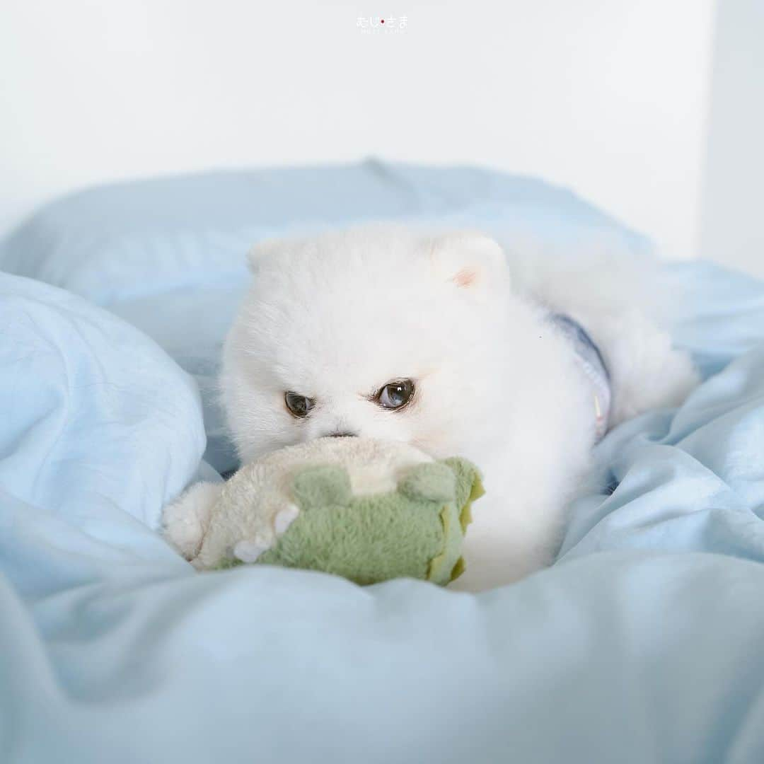 むじさまさんのインスタグラム写真 - (むじさまInstagram)「🐻‍❄️🐸」10月27日 14時48分 - mujisama