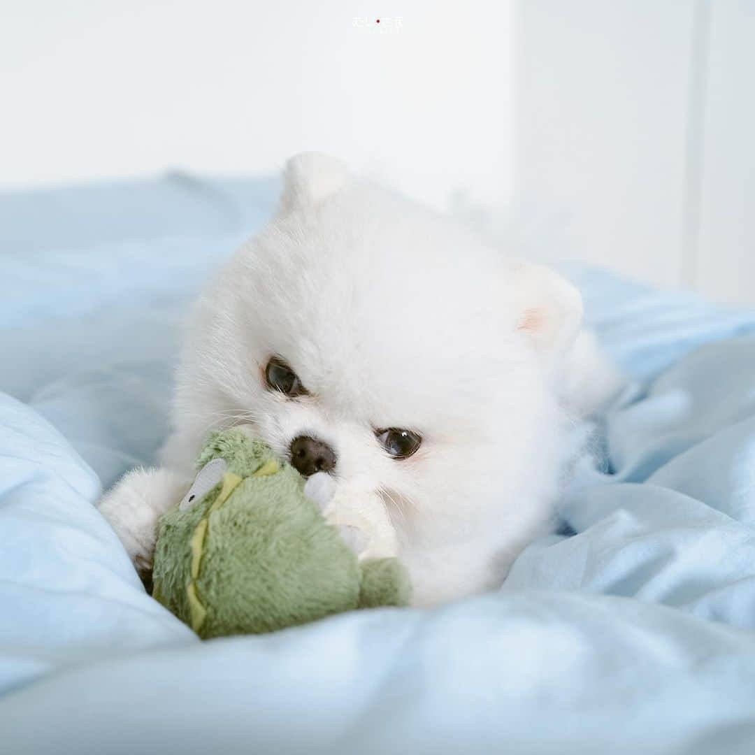 むじさまのインスタグラム：「🐻‍❄️🐸」