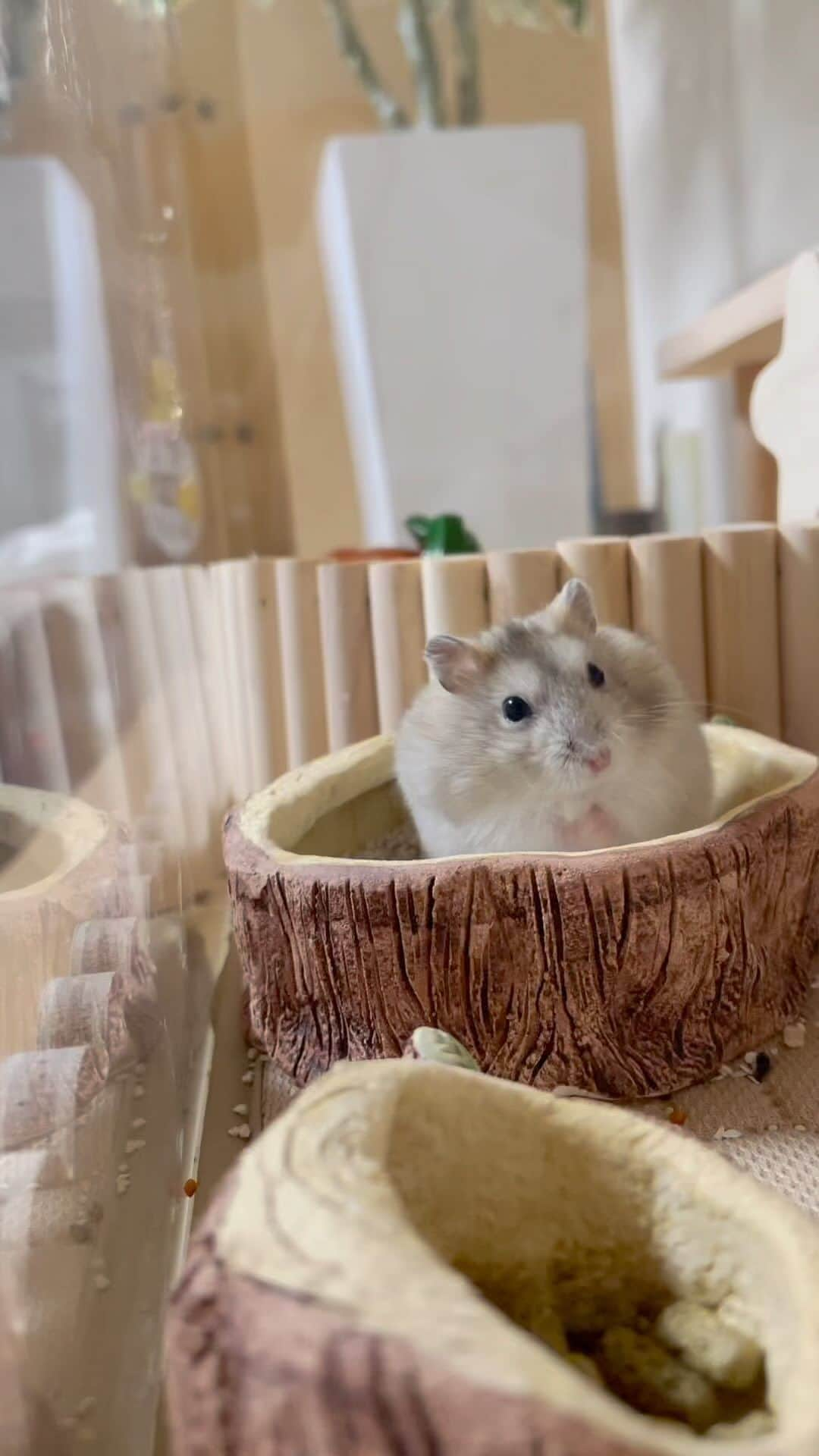 hamster_mocoのインスタグラム：「ゆずちゃん生後2ヶ月が過ぎました🍊  我が家でお迎えした3匹目のイエローの女の子👧🫶 ラテちゃん、キミちゃんも優しくて懐っこい性格だったけど、ゆずちゃんも負けないくらいおかーさん大好きっ子になってきました🤭🐹💛  お迎えするまで結構悩んだけど…本当にお迎えして良かったです☺️イエローちゃんって割と優しい性格の子が多いのかしら🤔？  2023.10.27 ✼••┈┈••✼••┈┈••✼••┈┈••✼••┈┈••✼  #ハムスターゆず#ハムスター#ジャンガリアンハムスター#ジャンガリアン#ジャンガリアンプディング#プディングジャンガリアン#イエロージャンガリアン#ふわもこ部 #モフモフ#ペット#親バカ部 #hamster#djungarian#hamstagram#hammy#happy_pets#PET_OF_OUR_WORLD#igersjp#ig_japan#instapet#weeklyfluff#kawaii#cute#仓鼠#정글리안#햄스터」