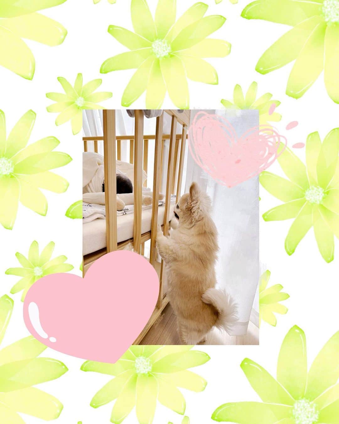 手島優のインスタグラム：「・  🐶メルくんも釘付け❣️  メルとてじベビのコラボが可愛すぎて幸せ🌈💓✨  💛💚💛  ちなみにベビーベッドは矢口の真里ちゃんから借りてます♡ @mariyaguchi_official   ありがたや〜🛏️🎶✨  #愛犬　#息子　#新生児　#子育て　#子育てママ  #幸せ #新米ママ #癒し」