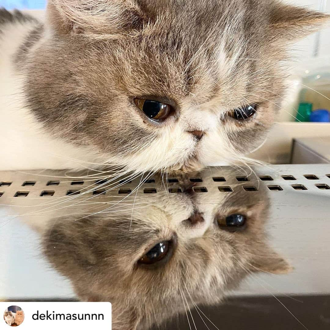 【公式】いぬのきもち・ねこのきもちのインスタグラム：「Posted @withregram • @dekimasunnn さんのマトちゃん。  誰か 覗いているねぇ🫠  不思議だねぇ🫠  ハッシュタグ #いぬのきもち #ねこのきもち に投稿いただいた可愛い写真をご紹介しています！ 「いぬのきもちWEB　MAGAZINE」、「ねこのきもちWEB MAGAZINE」でもご紹介させていただくことも！  -------------------  .  #ねこ #猫  #ねこすたぐらむ #ねこのきもち #ねこ好き #ねこと暮らす #ねこ好きさんと繋がりたい #猫好きな人と繋がりたい #猫がいる生活 #猫と暮らす#猫好き #cat #catstagram #catsofinstagram #cats_of_instagram  #エキゾチックショートヘア」