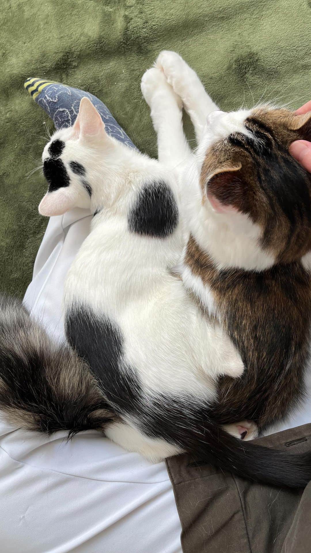 nozomiorideのインスタグラム：「まりもんが先に膝にいる ↓ 侘助がかあちゃんに甘えたくて膝のる ↓ まりもんに怒られる ↓ その場(まりもんの上)で倒れ込み動かなくなる侘助 (怒られると、いつもそうなりがち) ↓  侘助うとうと ↓ まりもん我慢😂 (かあちゃんいざこらないようにフォロー)  #まりもさん  #人馴れ修業中  #ねこのきもち #猫好きさんと繋がりたい #成猫の魅力を伝えたい  #ねこすたぐらむ  #きじしろ#キジシロ#きじしろ男子 #保護猫」