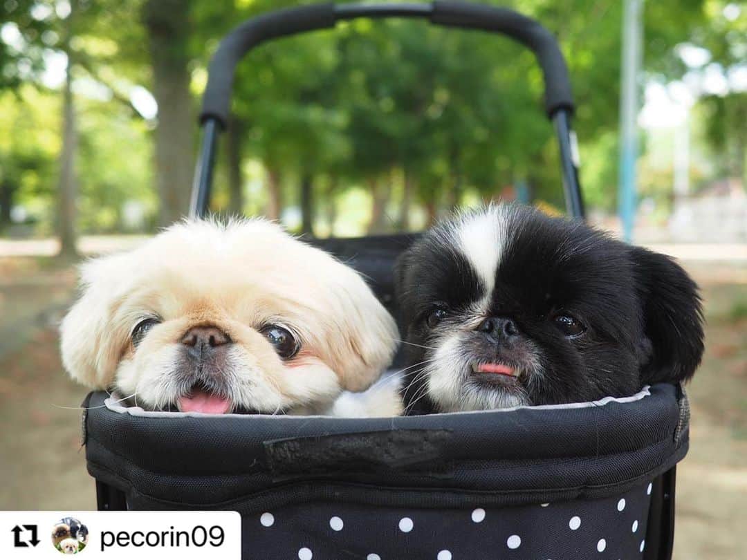 【公式】いぬのきもち・ねこのきもちのインスタグラム：「#Repost @pecorin09 さんのペコちゃんとフロルちゃん。  ふたり仲良くお散歩かな🥰 あったかそうだね❤️  ハッシュタグ #いぬのきもち #ねこのきもち に投稿いただいた可愛い写真をご紹介しています！ 「いぬのきもちWEB　MAGAZINE」、「ねこのきもちWEB MAGAZINE」でもご紹介させていただくことも！  -------------------  .  #いぬ #いぬすたぐらむ #いぬのいる暮らし #いぬのきもち #いぬ好き #犬 #犬好きさんと繋がりたい #犬のいる生活 #犬と暮らす #犬好き #dog #dogsofinstagram #dogstagram」