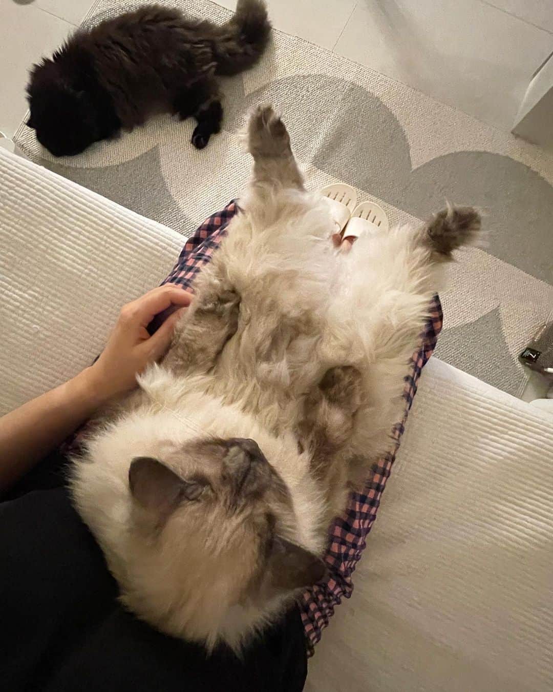 のインスタグラム：「고영이가 무릎에 있으면 기분이가 조크든여~ 🦦💓  #cat #chamoe #🦦 #내털강아지」
