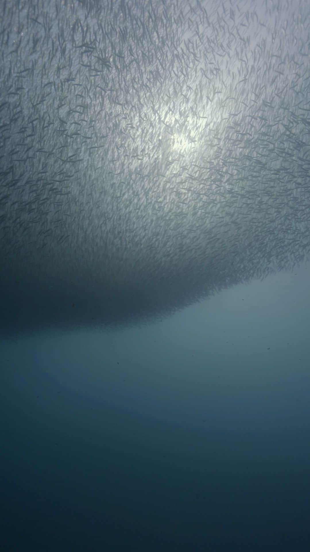 篠宮龍三のインスタグラム：「ミジュンの季節がやってきました。  群れがまるで一つの生き物のように千変万化していきます。これは見ていて飽きませんね。巨大生物のようになったかと思えば、散り散りになり。生々流転。  カマス数匹が水面付近をウロウロして捕食チャンスを狙っています。それをかわすミジュンの群れ。巨大な彫刻のような一瞬の造形美が立ち現れます。この統一されたシステムは一体どの魚が最初に動きの号令をかけるのかなと不思議に思います。そしてラブロックのガイア理論を想起させます。  南アフリカのサーディンランや沖ノ島のイサキウォールを思い出しました。またいきたいなあ。  沖縄のミジュン、今が最盛期です。  #フリーダイビング #フリーダイバー #フリーダイブ #スキンダイビング #freediver #freediving #freedive #skindiving #underwaterphotography  #underwater  #underwaterphoto  #underwaterphotographer  #sony  #sonyalpha  #sonyunderwater  #sonyalpha1  #nauticamhousings  #nauticamhousing  #aqualung #Omer #alchemyfins  #ummyfreediving」