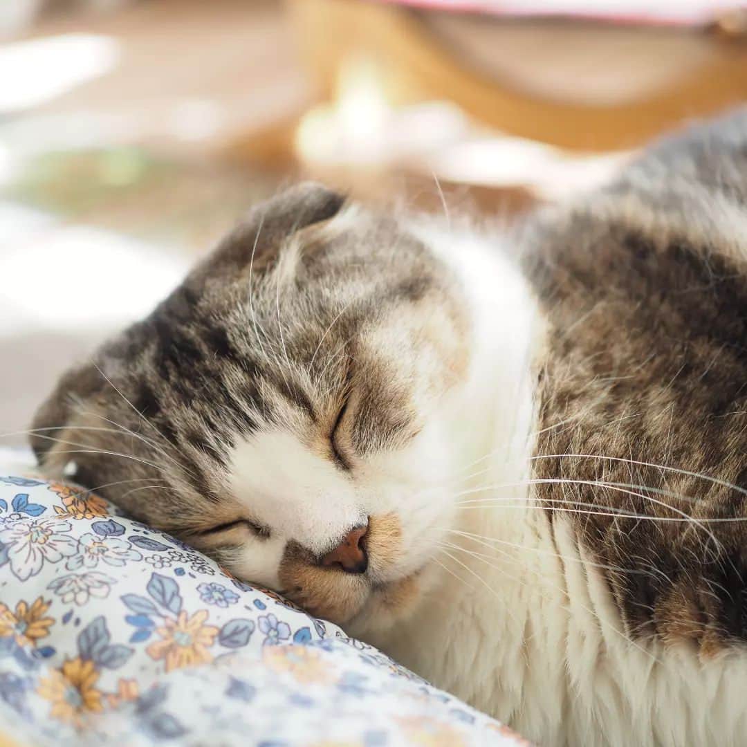 Hitomiのインスタグラム：「2023.10.27  すやすやじゃーくん💤 本当は小顔なんだね😂  ⁡⁡#peppyフォト部⁡ #nyancon01 #じゃこ#あご肉部 部長🍙 #ブヒブヒ倶楽部 #シブにゃん隊over10 #ねこ部#関西ねこ部#ふわもこ部 #ペコねこ部#もちぽよ部#みんねこ#お口まわり玉ねぎ隊#無敵の親バカ同盟#IGersJP」