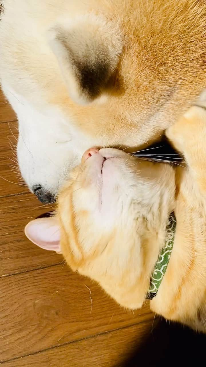 Kazumi-Gakumamaのインスタグラム：「午後は、私が気付くとだいたいこうしています🐕🐈💞 *  仲が良すぎる岳と寅次朗💝 🐾----*----*----*----🐾 This is what I usually do when I notice it🐕🐈💞 * Gaku and Torajiro are very good brothers💝 🐾----*----*----*----🐾 #柴犬 #岳 #柴犬岳 #柴犬ガク#gaku #shibainugaku #shiba #shibainu #shibastagram #いぬすたぐらむ #dogsofinstagram #寅次朗 #茶トラ #まるどら #gingercat #ふわもこ部  #ワンフルエンサー #pecoいぬ部 #pecotv #pecoねこ部 #ニャンフルエンサー  #hermoso #Instagram #weeklyfluff #🐕📷 #岳と寅次朗 #甘えん坊将軍  #今日のお昼寝 #仲良し兄弟 #20231027」