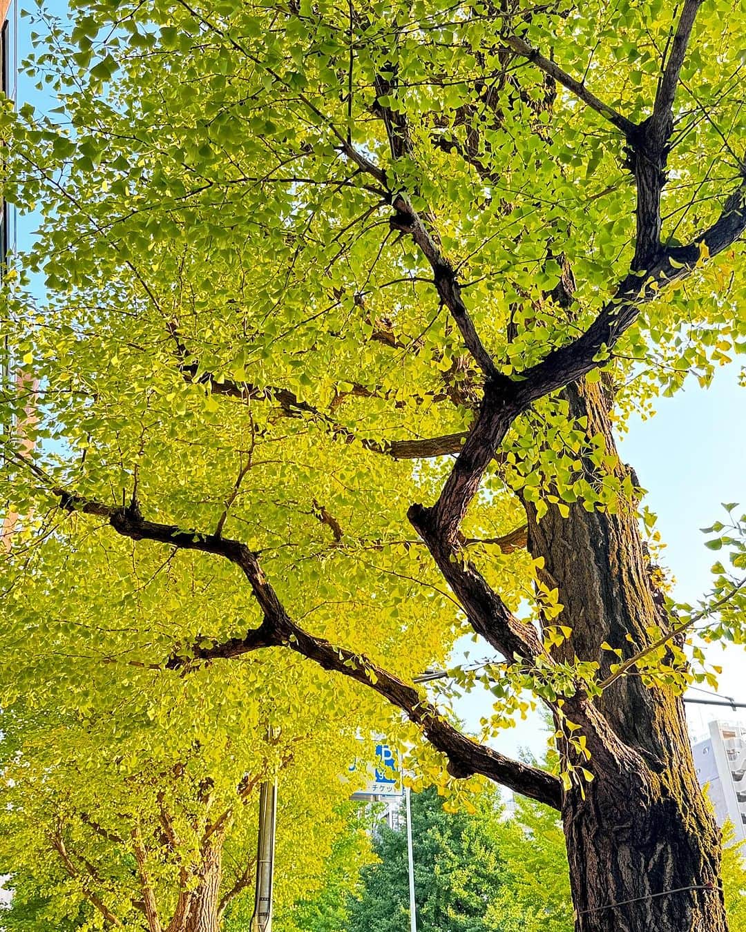 浅岡雄也さんのインスタグラム写真 - (浅岡雄也Instagram)「銀杏並木て 葉っぱ落ちるの 9月くらいだった記憶があります。」10月27日 16時55分 - uyax_asaoka