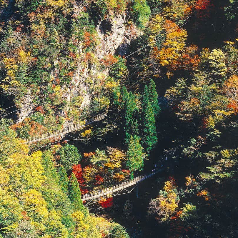 九州電力さんのインスタグラム写真 - (九州電力Instagram)「吊り橋から望む渓谷美と紅葉🍂✨ . 熊本県八代市にある「五家荘（ごかのしょう）」は周囲を山深い峡谷に囲まれた秘境です これからの時期は一面の森や渓谷が紅葉し、五家荘一帯に点在するつり橋や滝の周辺からは赤や黄色に染まる峡谷の絶景を楽しむことができます💞🍁 . ----------------------------------------------- 📍五家荘 住所：熊本県八代市泉町五家荘 見頃：11月上旬～中旬 駐車場：あり（無料） ----------------------------------------------- ※写真提供：八代市役所 ※写真は過去に撮影されたものです。 ※最新情報はホームページをご確認ください。  お届けする九州の風景が、皆さまの元気や癒しになれば幸いです☘️  #九州電力 #熊本 #八代 #五家荘 #紅葉 #紅葉狩り#橋 #九州観光」10月27日 17時00分 - kyuden_official