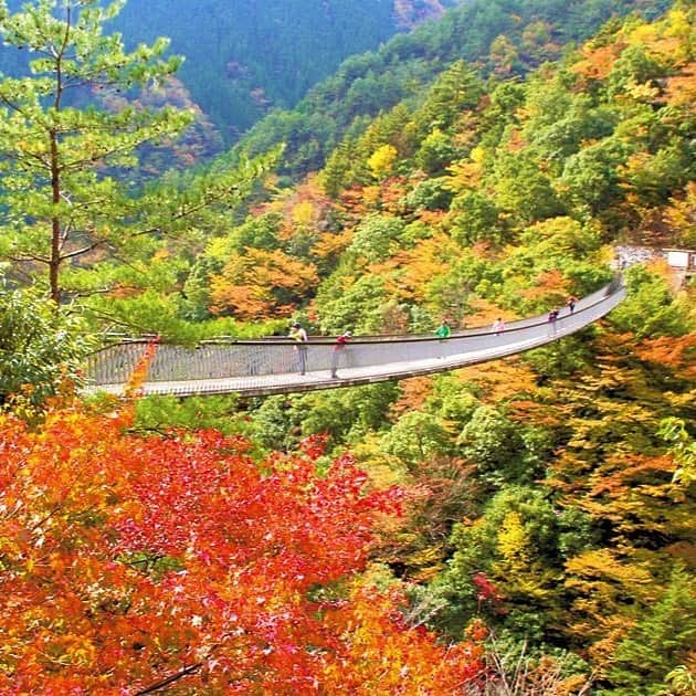 九州電力のインスタグラム：「吊り橋から望む渓谷美と紅葉🍂✨ . 熊本県八代市にある「五家荘（ごかのしょう）」は周囲を山深い峡谷に囲まれた秘境です これからの時期は一面の森や渓谷が紅葉し、五家荘一帯に点在するつり橋や滝の周辺からは赤や黄色に染まる峡谷の絶景を楽しむことができます💞🍁 . ----------------------------------------------- 📍五家荘 住所：熊本県八代市泉町五家荘 見頃：11月上旬～中旬 駐車場：あり（無料） ----------------------------------------------- ※写真提供：八代市役所 ※写真は過去に撮影されたものです。 ※最新情報はホームページをご確認ください。  お届けする九州の風景が、皆さまの元気や癒しになれば幸いです☘️  #九州電力 #熊本 #八代 #五家荘 #紅葉 #紅葉狩り#橋 #九州観光」