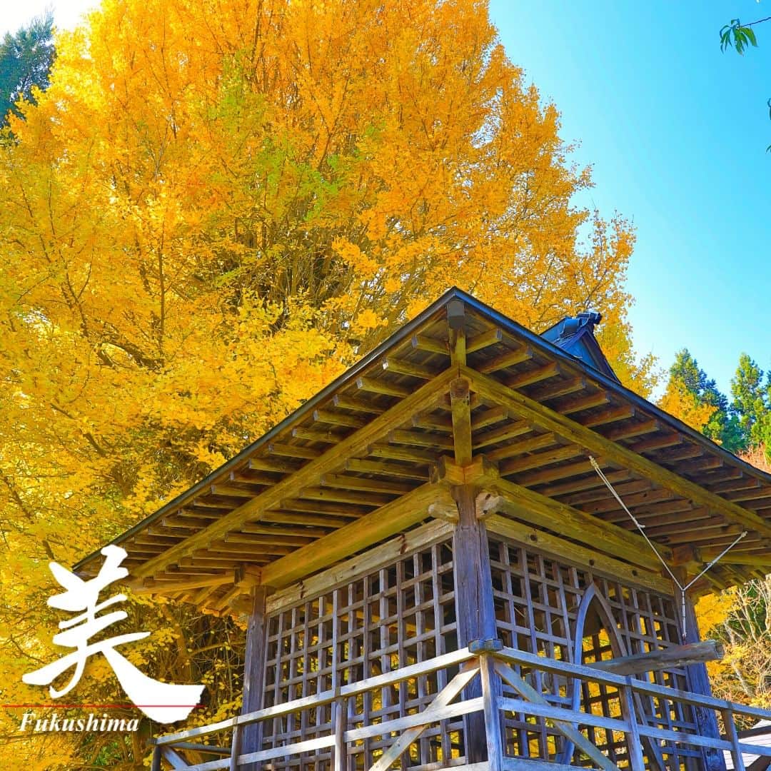のインスタグラム：「【ならずのイチョウ（喜多方市）】  喜多方市高郷（たかさと）町にある円満寺は500年の歴史を誇り、境内に掛けられている銅鐘は喜多方市の重要文化財に指定されています。  そのそばにある樹齢約270年のイチョウは「ならずのイチョウ」と呼ばれ、福島県緑の文化財に指定されています。  ※写真は過去に撮影したものです。イチョウの状況については、ご確認の上お出かけください。  #ならずのイチョウ #円満寺 #喜多方市 #会津地方 #福島県 #kitakatacity #fukushima #RealizeFukushima #NotADreamFukushima #ひとつひとつ実現するふくしま」