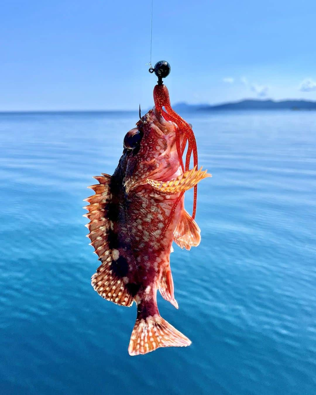 高本采実さんのインスタグラム写真 - (高本采実Instagram)「🎣 日本海アコウ釣り🎣 実はオモリグナイトゲームのあと、 大事なケンサキイカを置くため家へ帰り 準備して1時間後にはまた日本海へ向け出発🚗 という往復かましてた２日間😂  今回はバスタックルで海釣り🌞 バス釣りの仕掛けを使って海魚を狙ったり ルアーの新しい可能性を広げる!をテーマに色々試して遊んでみました✌︎  特にお気に入りは、名付けて「クリオネ」！ @tanajig1091 のあいや〜タコカーリーに @hideupofficial のスタッガーオリジナルのテールちぎったものを組み合わせて完成！  色にアクションに魚からも大人気で カマス、カサゴ、ツバス、タコ、そして本命のアコウ！ と、5種目GET✌︎  これ時期や場所・状況によっては、 あいや〜タコカーリーじゃんぼでさらにビッグターゲット狙うにも良さそう！！！  というか絶対釣れる予感しかせんぞ！！！  ⛴️ レンタルボート  . . . .  #アコウ釣り #クリオネ #キジハタ #ツバス #タコ #カマス #カサゴ #ガシラ #アコウ #バス釣り #バスタックル #ロックフィッシュ #釣り好き #あやみん甲殻隊R2 #日本海 #城崎 #釣り動画 #釣果 #大物ハンター #アングラー #fishinggirl #钓鱼 #高本采実 #あやみん #ayamistagram」10月27日 18時20分 - ayami__summer