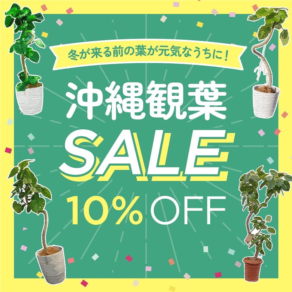 みどりで、つながる GreenSnapのインスタグラム：「＼11月19日(日)まで！／ シンボルツリーにおすすめな、沖縄で育った観葉植物が全品10％OFFセール開催中！ GreenSnapのスタッフが厳選して買い付けたので、元気な品種ばかり🌿  高さ140cm超えの幸せを呼ぶと言われるツピタンサスや、ハートの形をした柔らかな葉のフィカス・ウンベラータ、 曲がった幹が個性的なフィカス・ベンガレンシスなど、おしゃれなインテリアグリーンにもおすすめです。 ぜに寒くなる前にお迎えをどうぞ♪  ▼SALE会場はハイライトよりどうぞ▼ https://greensnap.ink/3tOv8dv」