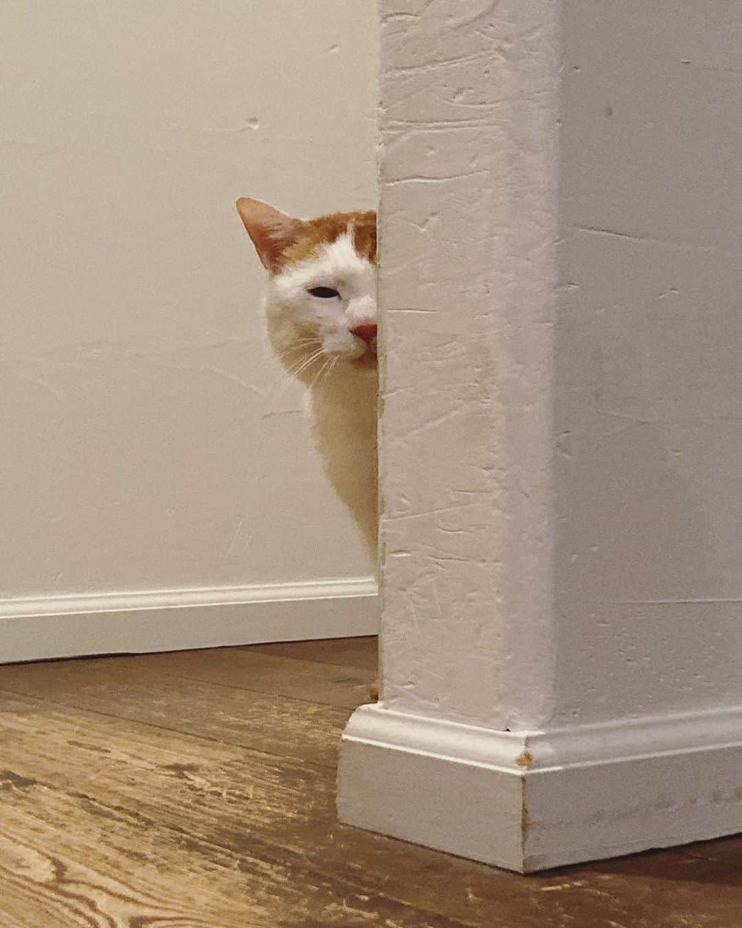 いちタルのインスタグラム：「🐈🐈🐈🐈🐈🐈 お母しゃんの部屋で 昼寝してたけど 夕方になって腹が減り そろそろご飯くれませんか？ と、覗くタルト氏久しぶりに発生 🐈🐈🐈🐈🐈🐈 #猫 #ネコ #ねこ #cat」