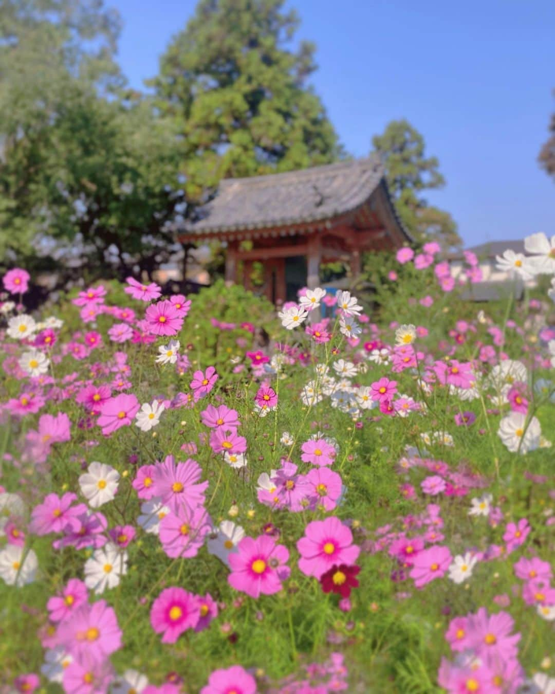 hama_aki_pppさんのインスタグラム写真 - (hama_aki_pppInstagram)「奈良県#般若寺 (スライドして下さい)  Location Nara Japan (Swipe)    2023.10.27  ココ、満開絶景でした🌸🌸 ガラスキューブもありましたが毎年撮ってるので今年は省きました🙇  #神社仏閣　 #寺社仏閣  #花の寺  #秋桜 #コスモス #わたしは奈良派  #奈良県景観資産　　 #おとな旅プレミアム  #こころから  #タビジェニ  #j_flower_shots  #sorakataphoto  #japanese_gardens  #otonatabi_japan  #histrip_japan  #zkg10  #special_spot_  #loves_united_flora  #ptk_japan  #cooljapanvideos  #flower_igers  #9vaga_flowerscolor9  #japanesetemple #japanesegarden  #iphonephotography  #iPhoneonly #iphonephotographer」10月27日 17時59分 - hama_aki_ppp