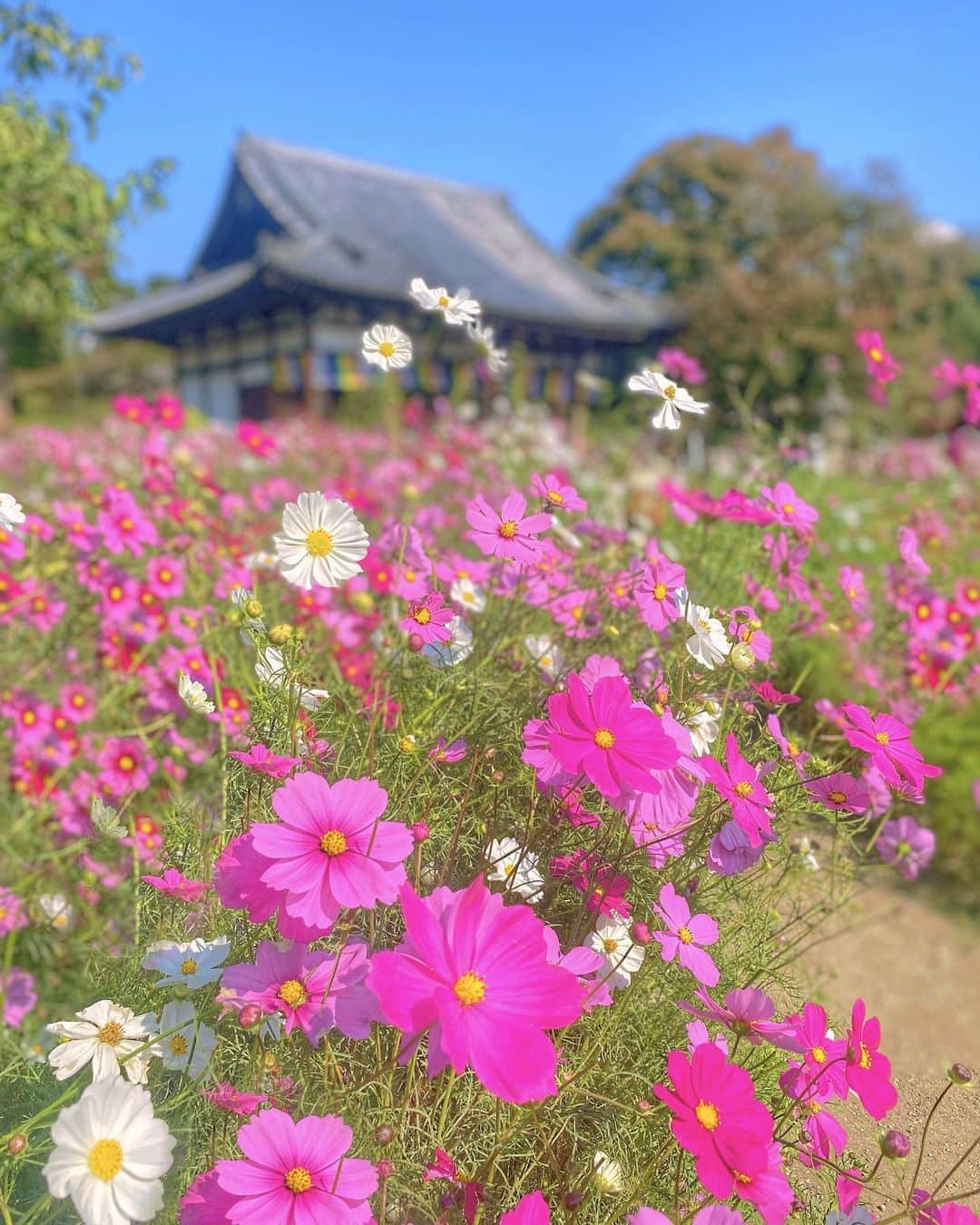 hama_aki_pppさんのインスタグラム写真 - (hama_aki_pppInstagram)「奈良県#般若寺 (スライドして下さい)  Location Nara Japan (Swipe)    2023.10.27  ココ、満開絶景でした🌸🌸 ガラスキューブもありましたが毎年撮ってるので今年は省きました🙇  #神社仏閣　 #寺社仏閣  #花の寺  #秋桜 #コスモス #わたしは奈良派  #奈良県景観資産　　 #おとな旅プレミアム  #こころから  #タビジェニ  #j_flower_shots  #sorakataphoto  #japanese_gardens  #otonatabi_japan  #histrip_japan  #zkg10  #special_spot_  #loves_united_flora  #ptk_japan  #cooljapanvideos  #flower_igers  #9vaga_flowerscolor9  #japanesetemple #japanesegarden  #iphonephotography  #iPhoneonly #iphonephotographer」10月27日 17時59分 - hama_aki_ppp