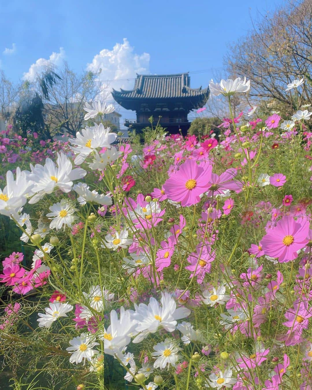 hama_aki_pppのインスタグラム：「奈良県#般若寺 (スライドして下さい)  Location Nara Japan (Swipe)    2023.10.27  ココ、満開絶景でした🌸🌸 ガラスキューブもありましたが毎年撮ってるので今年は省きました🙇  #神社仏閣　 #寺社仏閣  #花の寺  #秋桜 #コスモス #わたしは奈良派  #奈良県景観資産　　 #おとな旅プレミアム  #こころから  #タビジェニ  #j_flower_shots  #sorakataphoto  #japanese_gardens  #otonatabi_japan  #histrip_japan  #zkg10  #special_spot_  #loves_united_flora  #ptk_japan  #cooljapanvideos  #flower_igers  #9vaga_flowerscolor9  #japanesetemple #japanesegarden  #iphonephotography  #iPhoneonly #iphonephotographer」