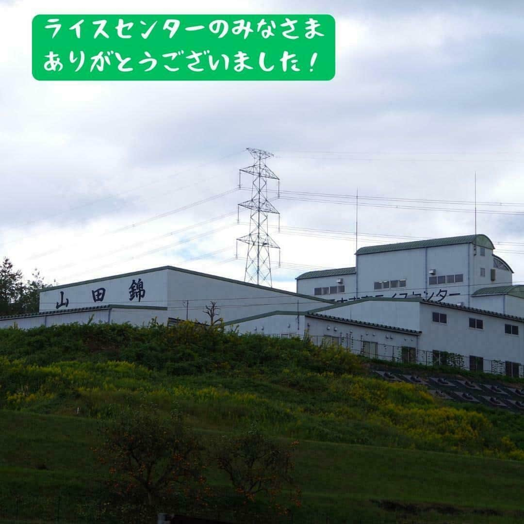 辰馬本家酒造株式会社(白鹿) さんのインスタグラム写真 - (辰馬本家酒造株式会社(白鹿) Instagram)「～📅山田錦成長記録～ 2023年10月21日　その②  兵庫県三木市の特産である、酒米の王様「山田錦」の稲刈り勉強会では、JA兵庫みらいのライスセンターの見学もさせていただきました📝  重量と水分量の計測を行い、その後は大きな貯蔵庫に保管され、乾燥させます。  貯蔵庫の中まで見せていただき、どの様にお米が保管されているか、とても分かりやすく良い勉強になりました😊  お世話になった白鹿会のみなさま、JA兵庫みらいのみなさま、本当にありがとうございました😌✨  みんなで植えた山田錦が美味しいお酒になり、お客様に楽しんでいただけますように🙏🌾🍶✨  最後までご覧いただきありがとうございます。 いいね、コメント、フォローしていただけるととても嬉しいです💕  #山田錦 #山田錦成長記録 #yamadanishiki #酒米 #酒米の王様 #白鹿会 #農業 #稲刈り #白鹿 #黒松白鹿 #辰馬本家酒造 #日本酒 #灘五郷 #hakushika #kuromatsuhakushika #sake #nihonshu #nadagogo #japan #日本酒好きな人と繋がりたい #ポン酒タグラム」10月27日 18時02分 - hakushika_official