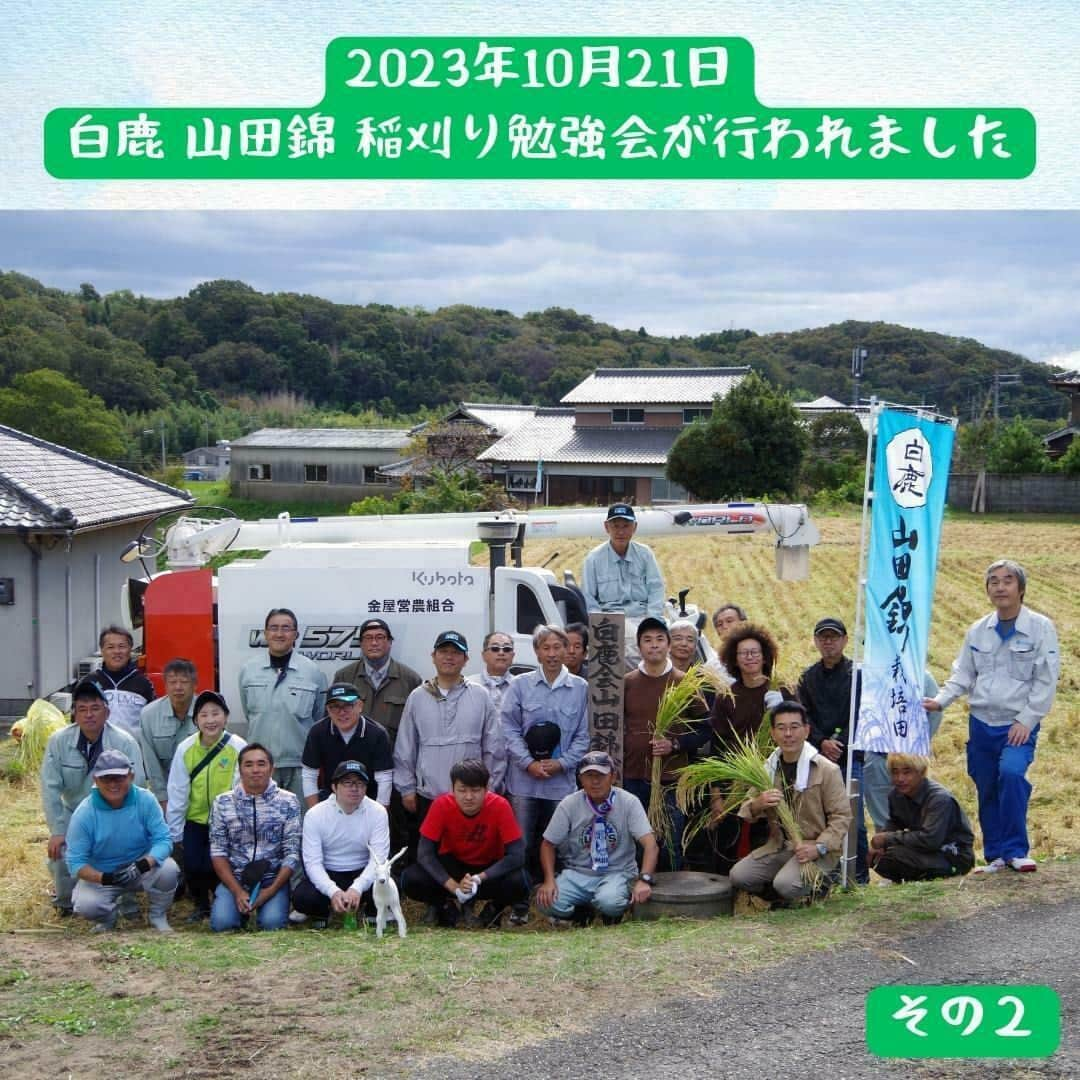 辰馬本家酒造株式会社(白鹿) のインスタグラム：「～📅山田錦成長記録～ 2023年10月21日　その②  兵庫県三木市の特産である、酒米の王様「山田錦」の稲刈り勉強会では、JA兵庫みらいのライスセンターの見学もさせていただきました📝  重量と水分量の計測を行い、その後は大きな貯蔵庫に保管され、乾燥させます。  貯蔵庫の中まで見せていただき、どの様にお米が保管されているか、とても分かりやすく良い勉強になりました😊  お世話になった白鹿会のみなさま、JA兵庫みらいのみなさま、本当にありがとうございました😌✨  みんなで植えた山田錦が美味しいお酒になり、お客様に楽しんでいただけますように🙏🌾🍶✨  最後までご覧いただきありがとうございます。 いいね、コメント、フォローしていただけるととても嬉しいです💕  #山田錦 #山田錦成長記録 #yamadanishiki #酒米 #酒米の王様 #白鹿会 #農業 #稲刈り #白鹿 #黒松白鹿 #辰馬本家酒造 #日本酒 #灘五郷 #hakushika #kuromatsuhakushika #sake #nihonshu #nadagogo #japan #日本酒好きな人と繋がりたい #ポン酒タグラム」